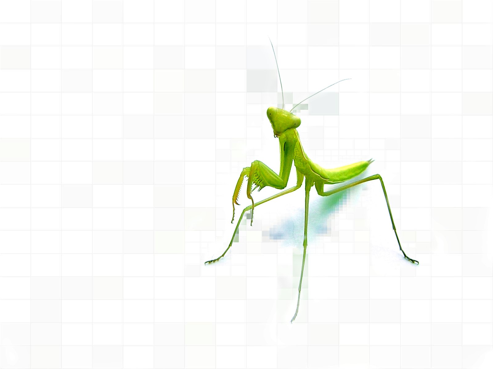 521852 descargar fondo de pantalla insectos, animales, mantis religiosa: protectores de pantalla e imágenes gratis