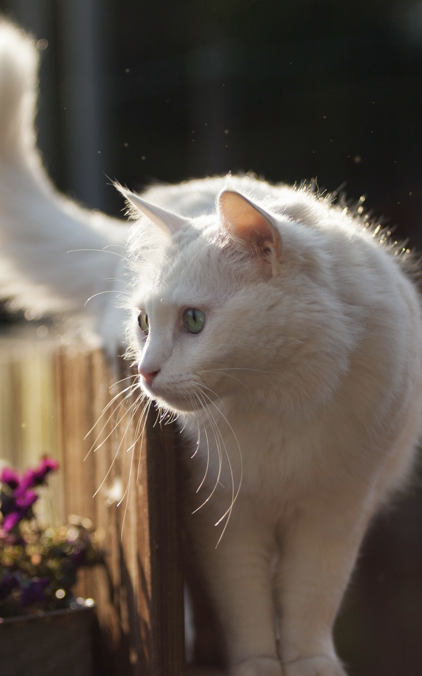 Laden Sie das Tiere, Katzen, Katze-Bild kostenlos auf Ihren PC-Desktop herunter