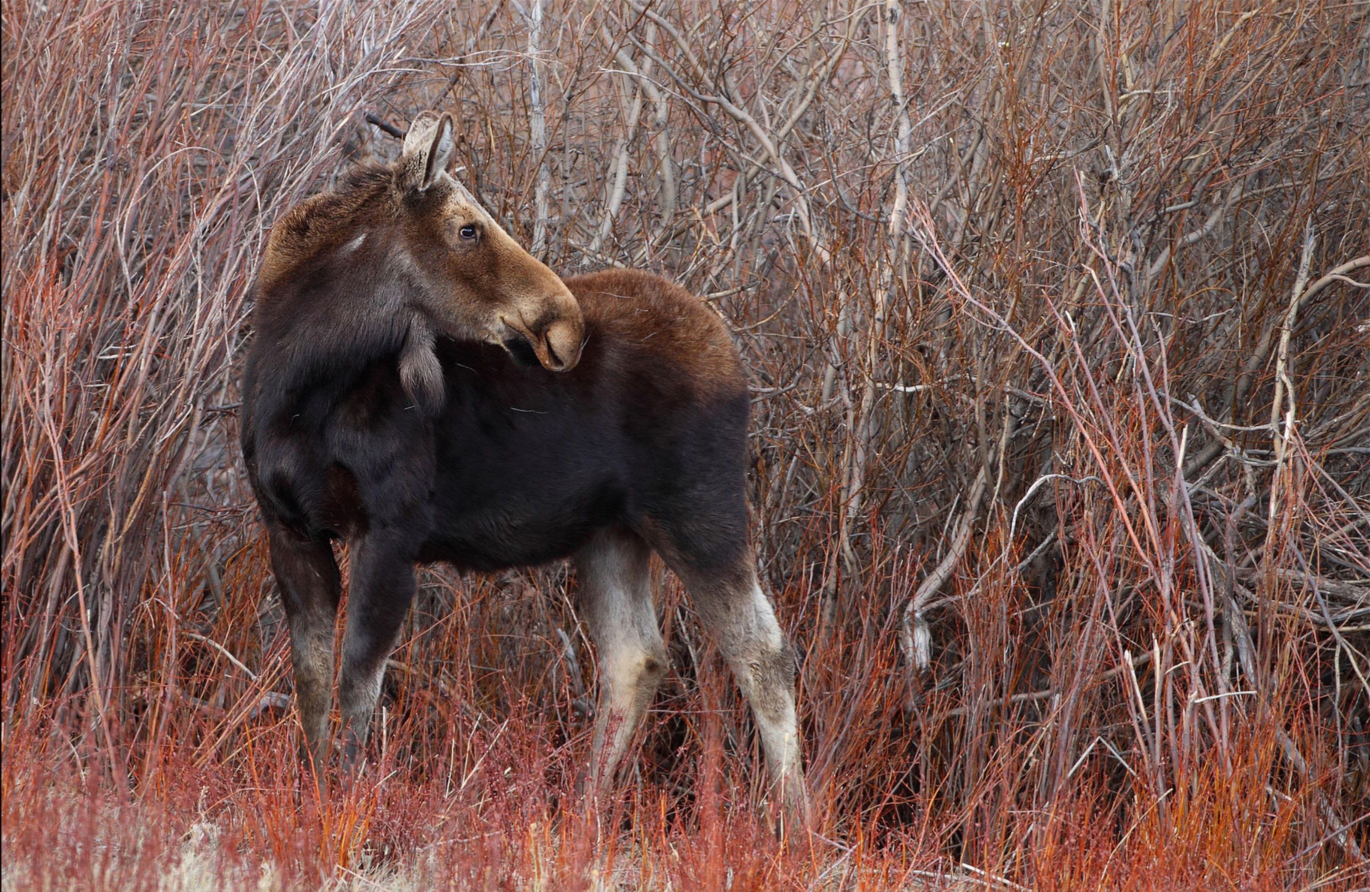 animal, moose Smartphone Background