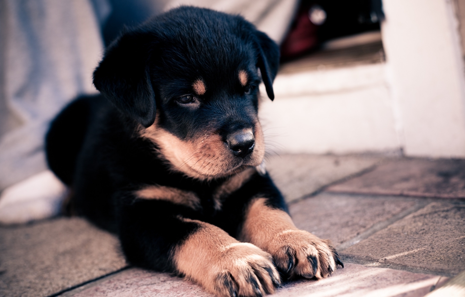 dogs, animals wallpapers for tablet