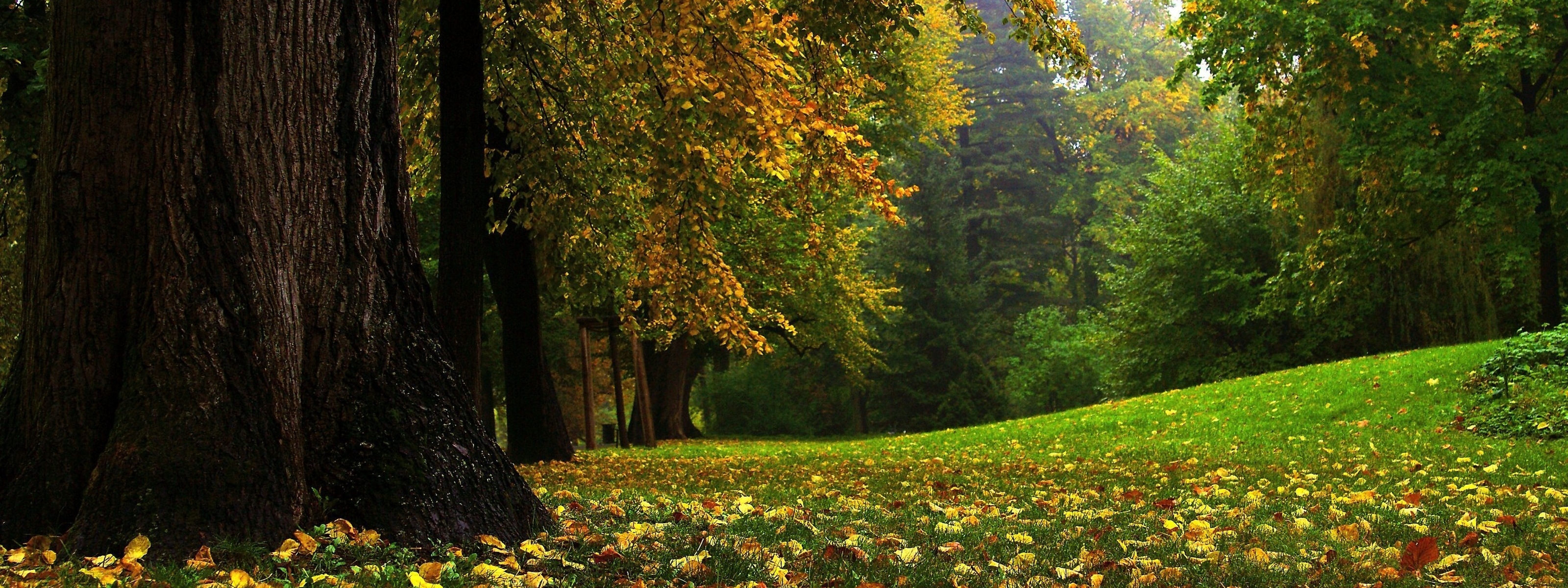 60820 завантажити картинку вересень, природа, дерево, панорама, стовбур, могутній, могутнє - шпалери і заставки безкоштовно