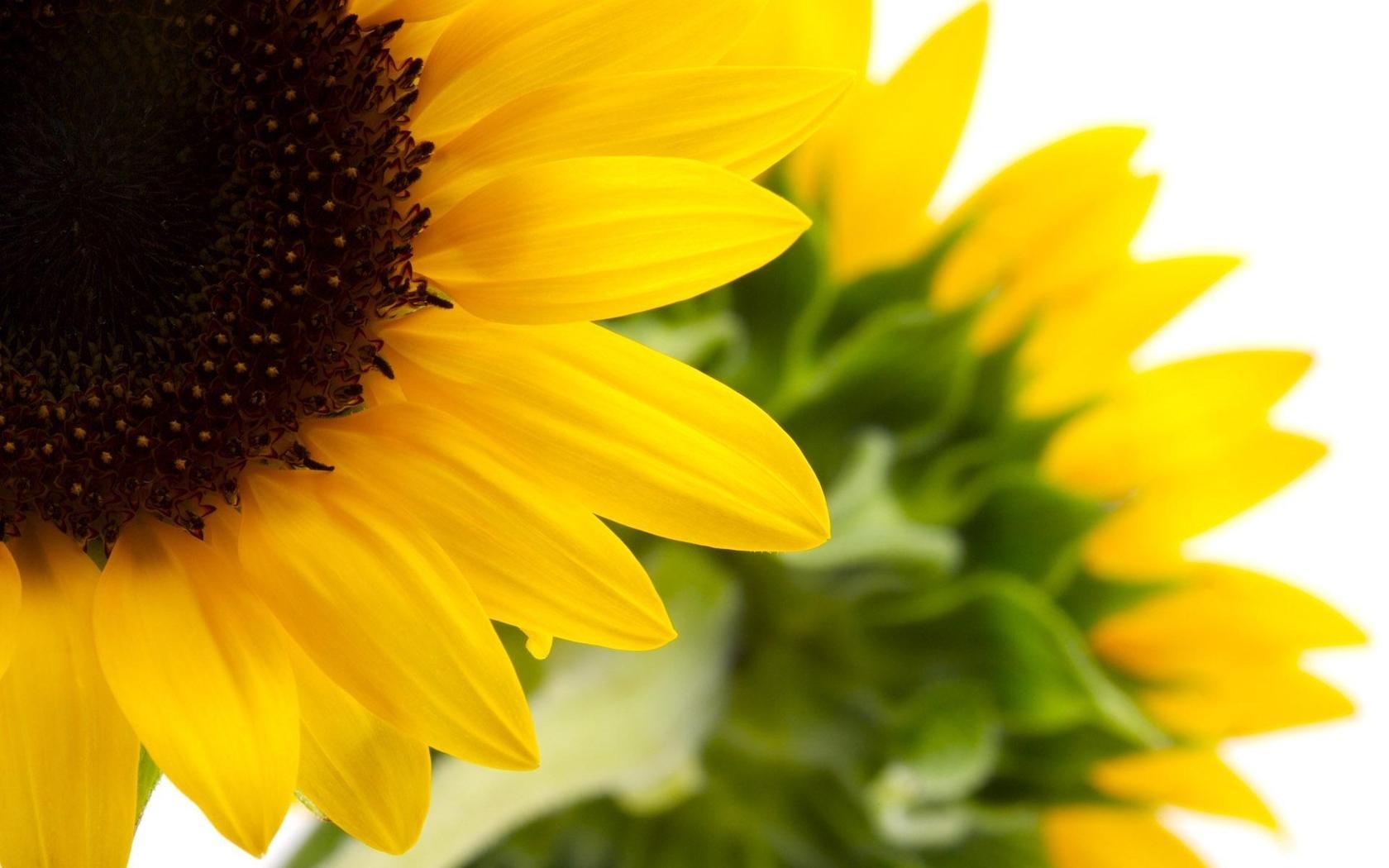 41788 Bild herunterladen pflanzen, sonnenblumen, gelb - Hintergrundbilder und Bildschirmschoner kostenlos