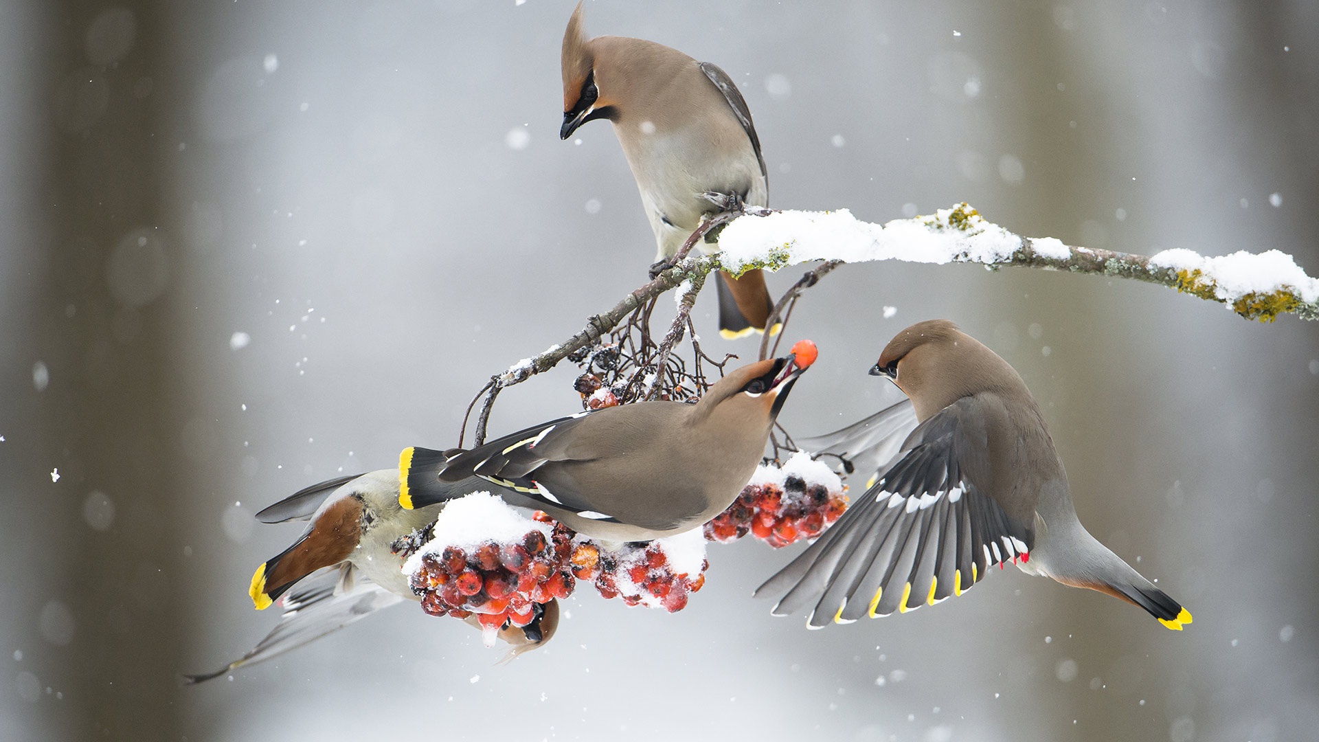 475952 descargar fondo de pantalla animales, bombycilla, ave, invierno, aves: protectores de pantalla e imágenes gratis