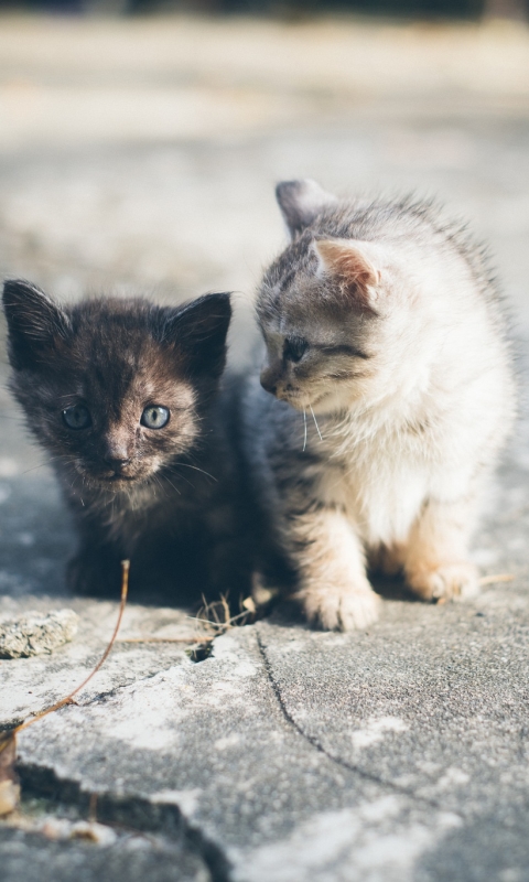 無料モバイル壁紙動物, ネコ, 猫, 子猫, 赤ちゃん動物をダウンロードします。