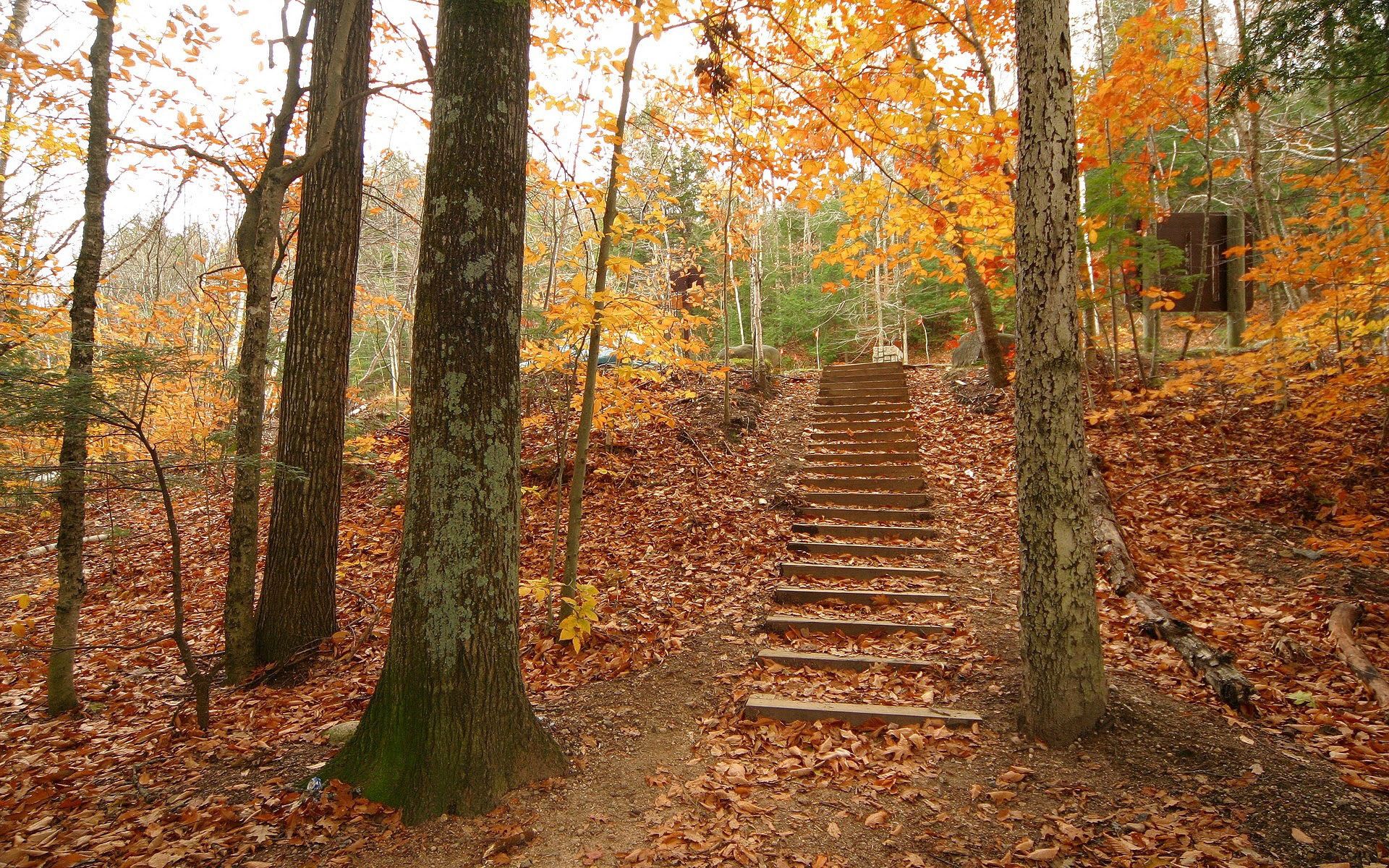 nature, trees, autumn, leaves, forest, steps, descent