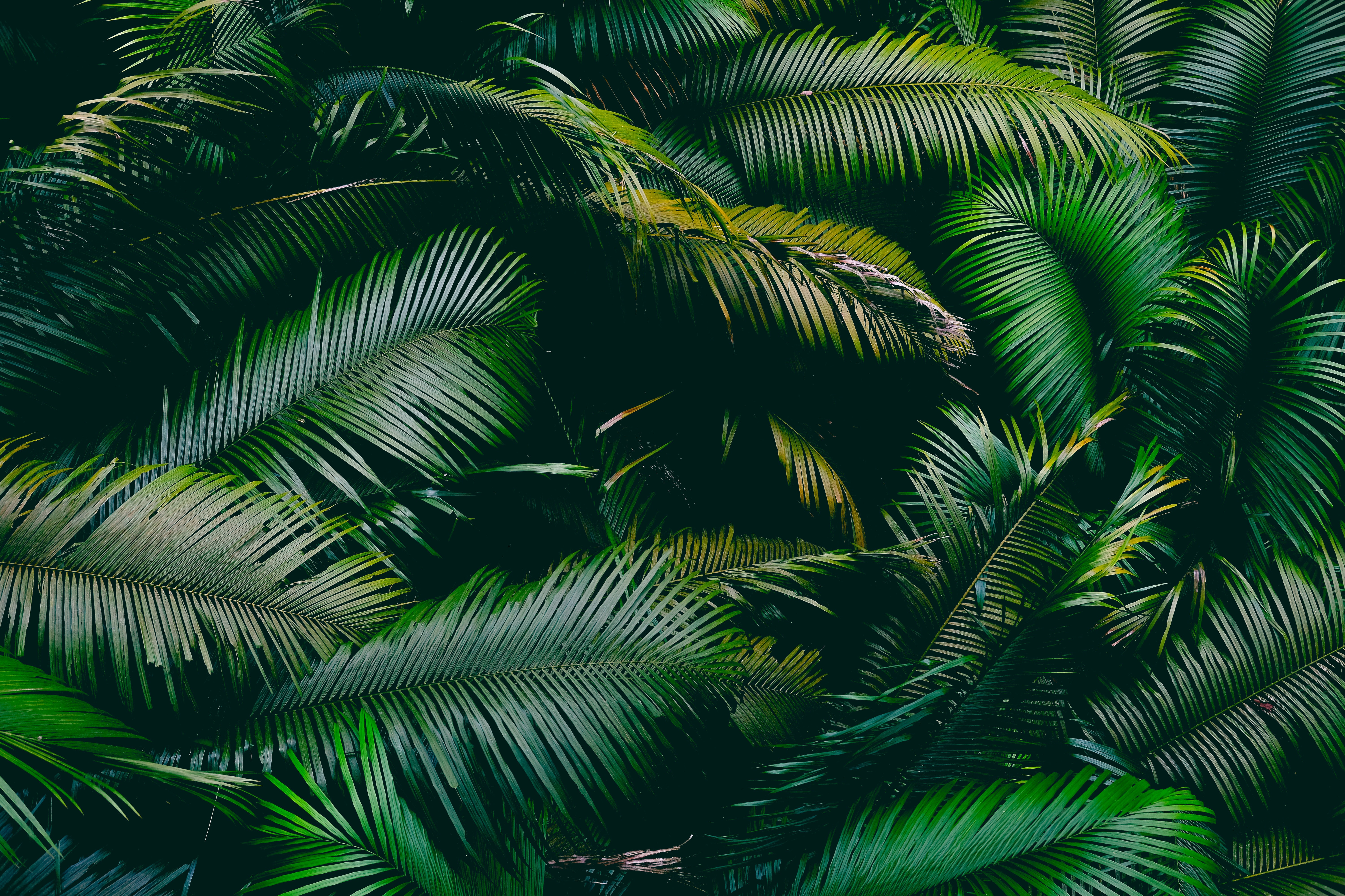 Download mobile wallpaper Branches, Leaves, Palm, Nature for free.