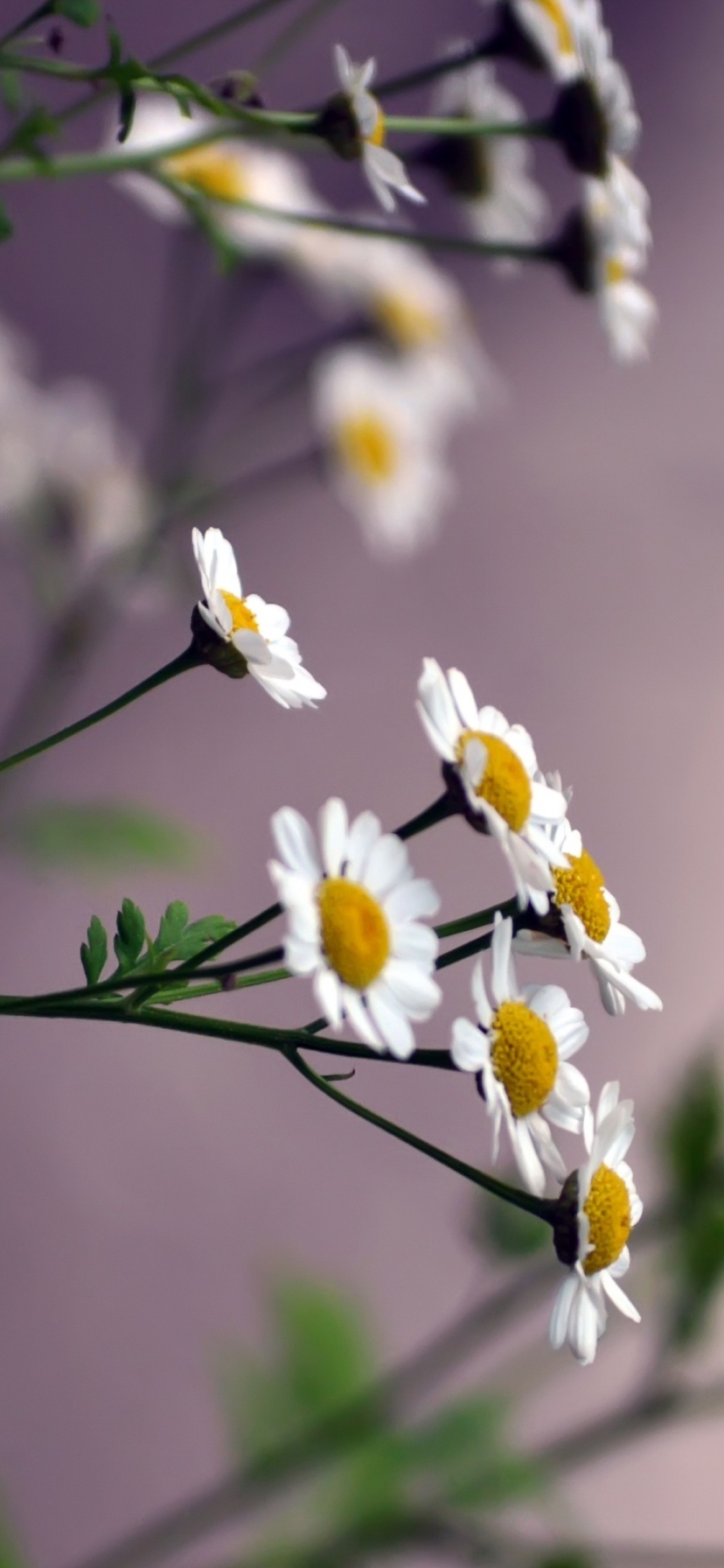 Download mobile wallpaper Nature, Flowers, Flower, Blur, Earth, White Flower for free.