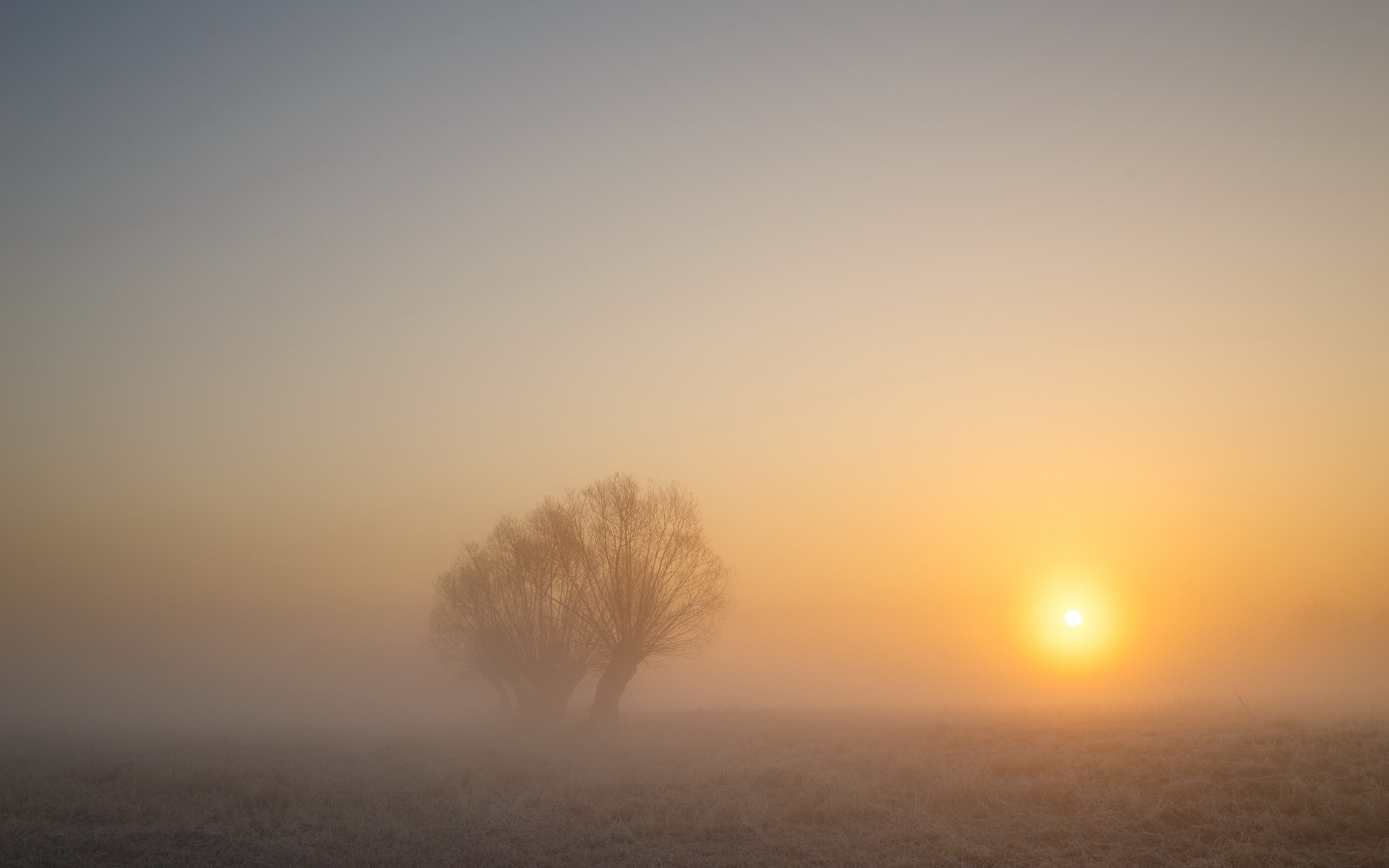 Free download wallpaper Nature, Sunset, Tree, Fog, Earth on your PC desktop