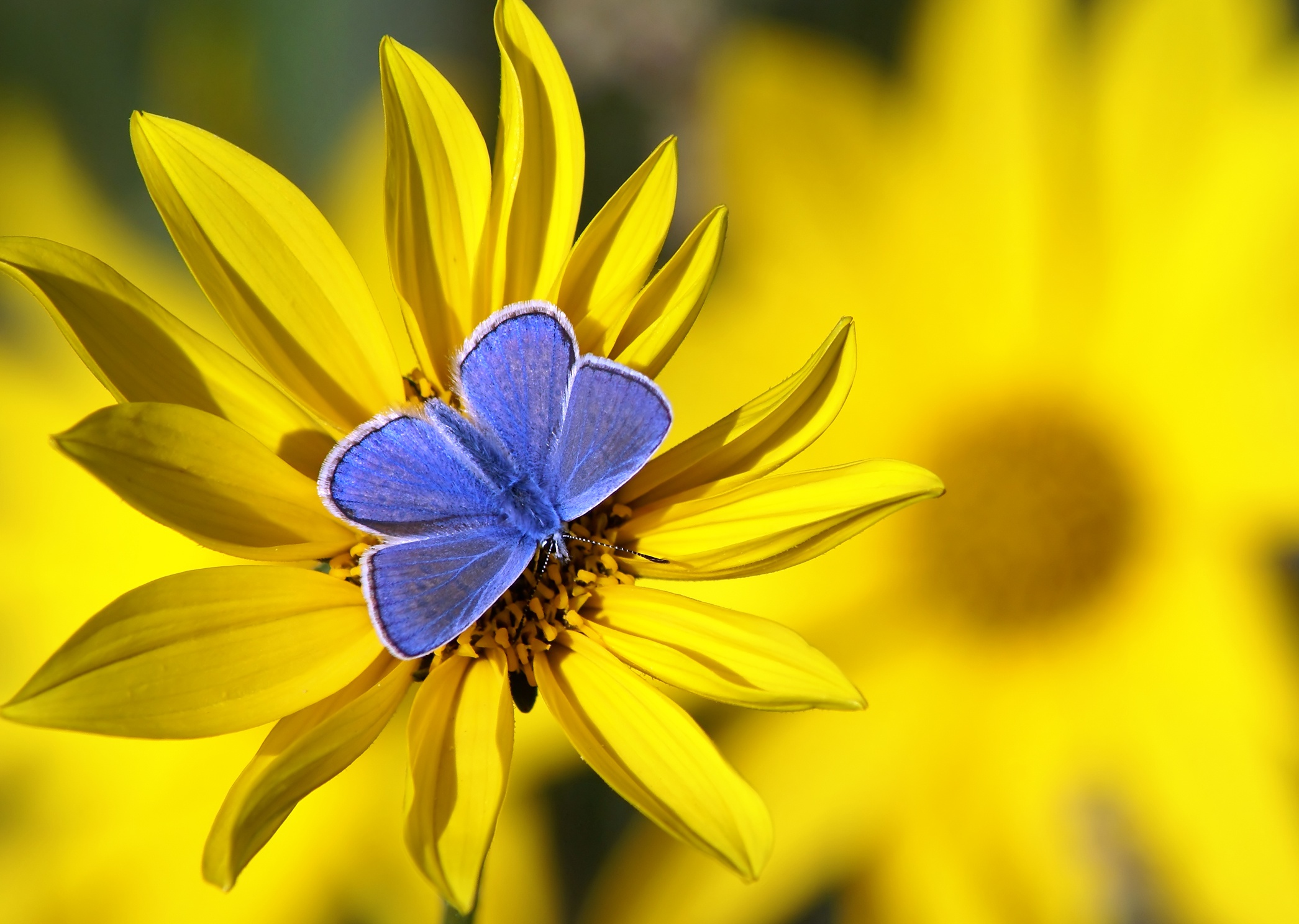 PCデスクトップに動物, 蝶, 花, 大きい, 黄色い花, 虫画像を無料でダウンロード