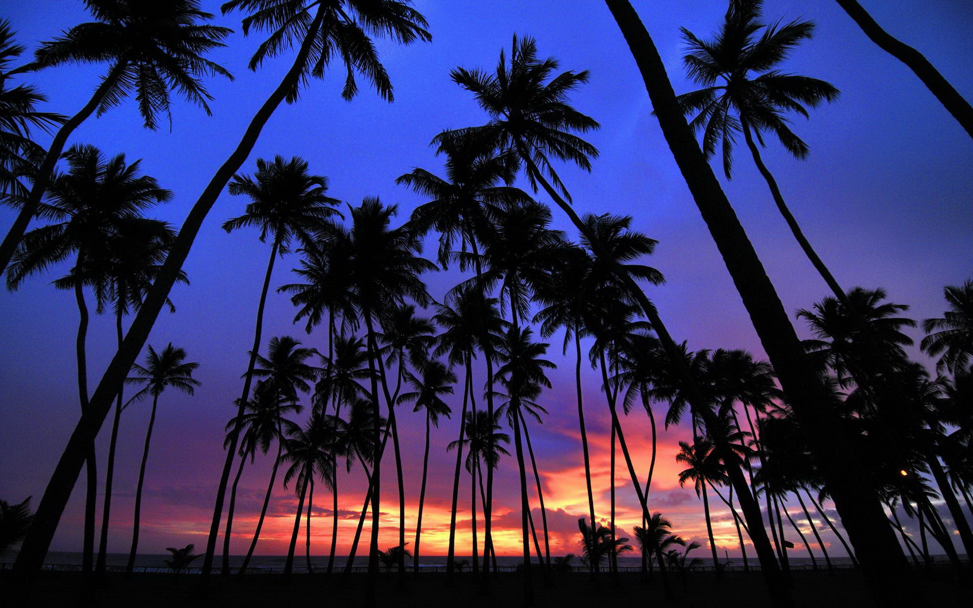 Free download wallpaper Sunset, Silhouette, Earth, Palm Tree on your PC desktop