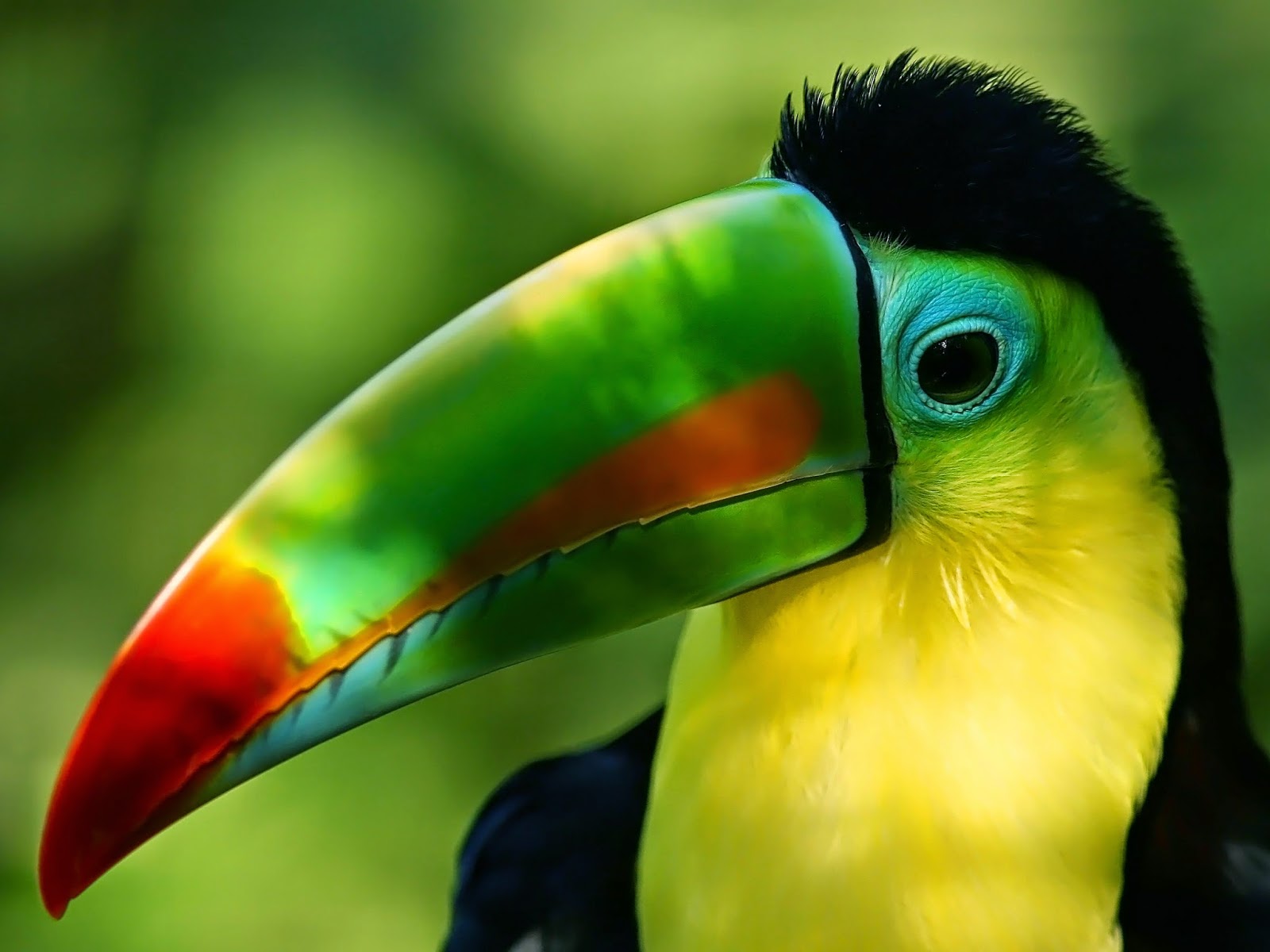 Téléchargez gratuitement l'image Animaux, Oiseau, Toucan, Des Oiseaux sur le bureau de votre PC