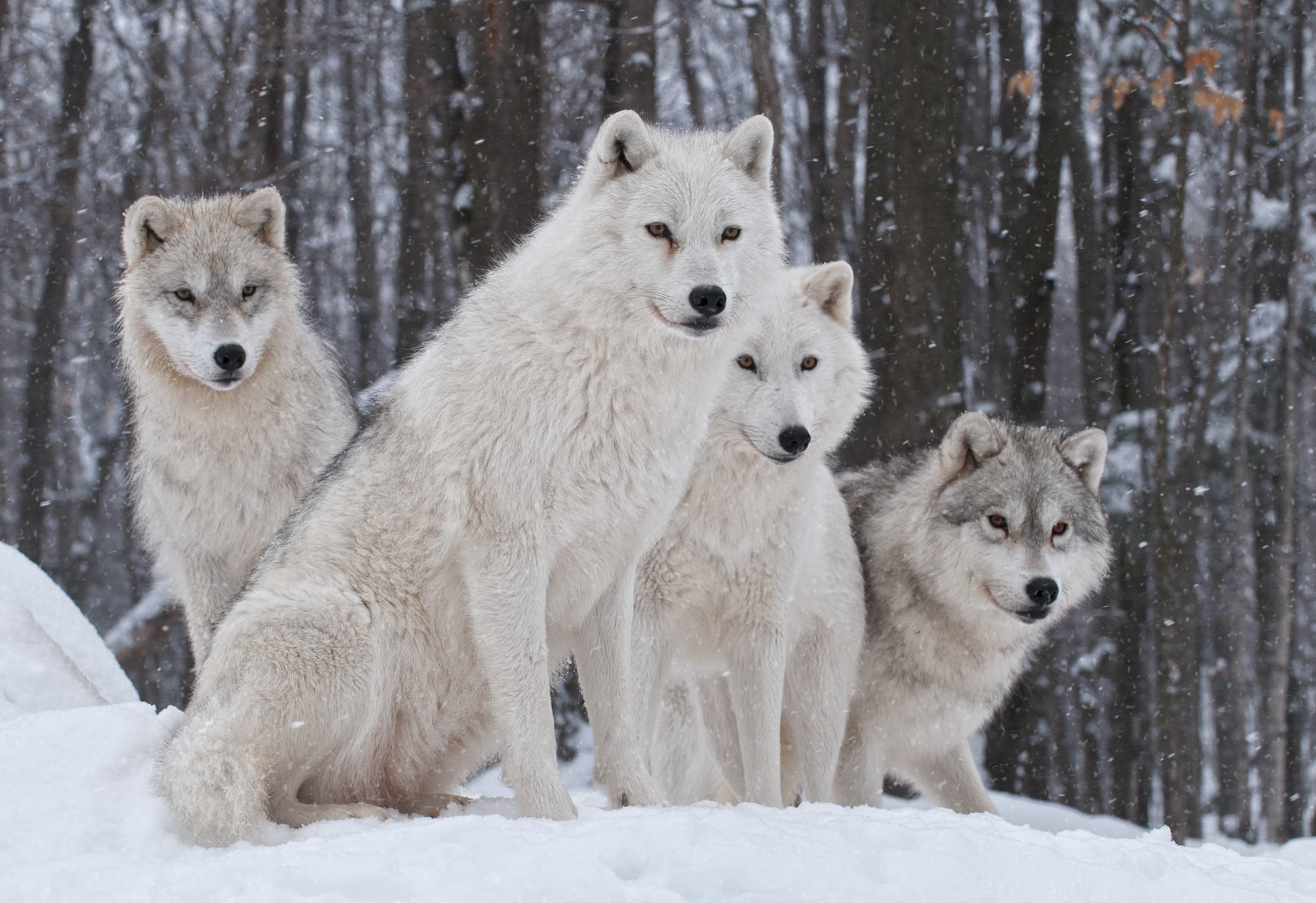 Baixar papel de parede para celular de Lobos, Lobo, Inverno, Animais gratuito.
