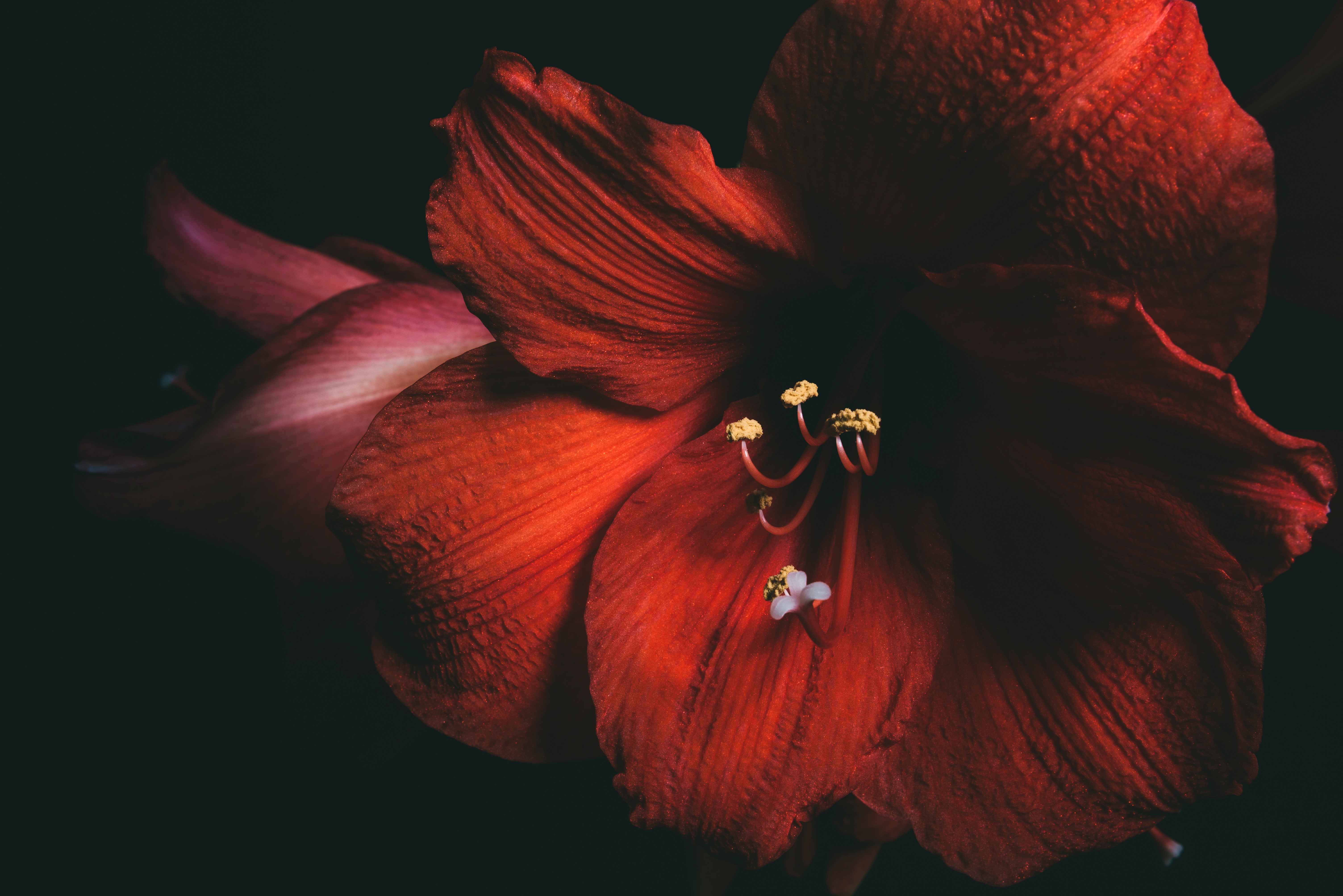 petals, red, flower, macro, close up, amaryllis