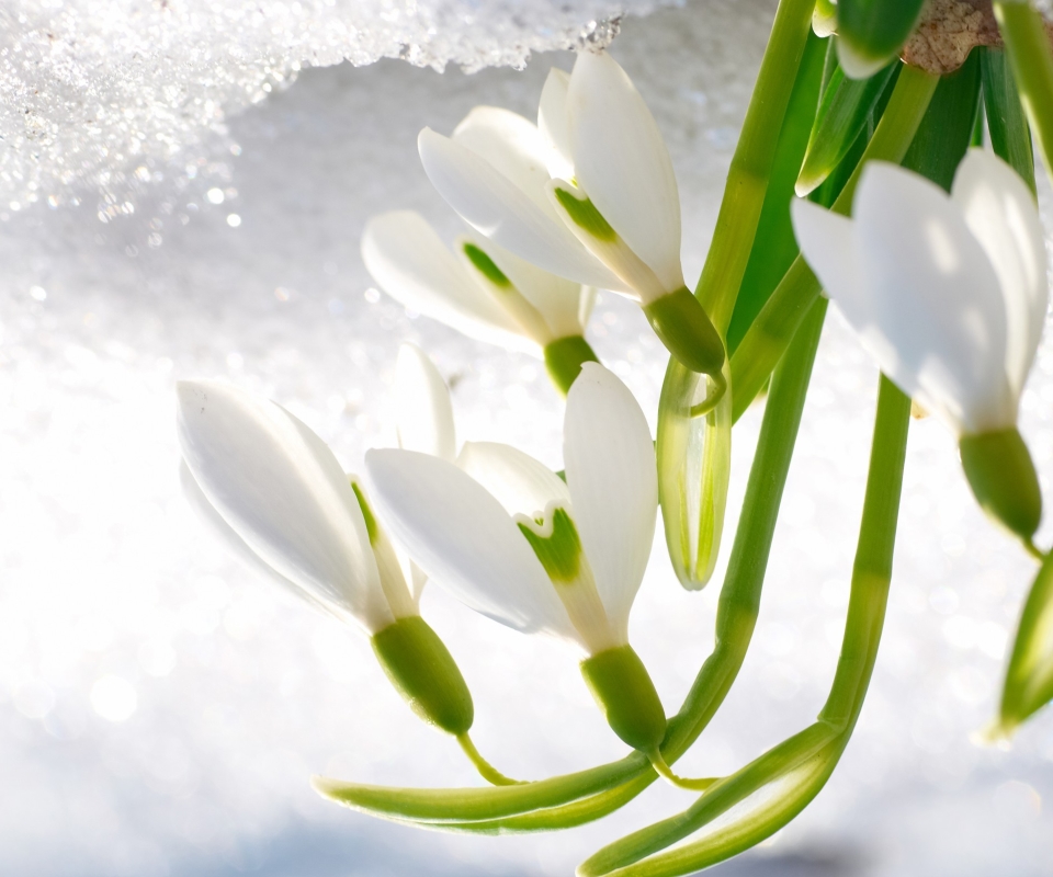 Baixar papel de parede para celular de Flores, Flor, Terra/natureza, Campânula Branca gratuito.