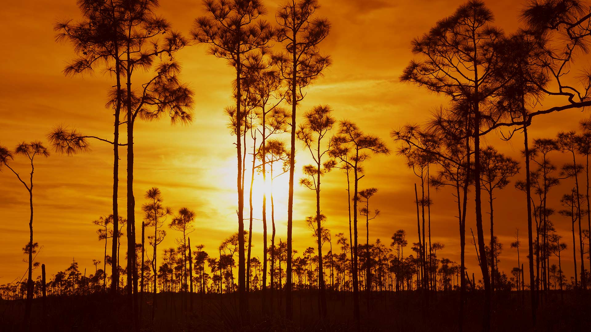Download mobile wallpaper Sunset, Silhouette, Tree, Earth, Orange (Color), Everglades National Park for free.