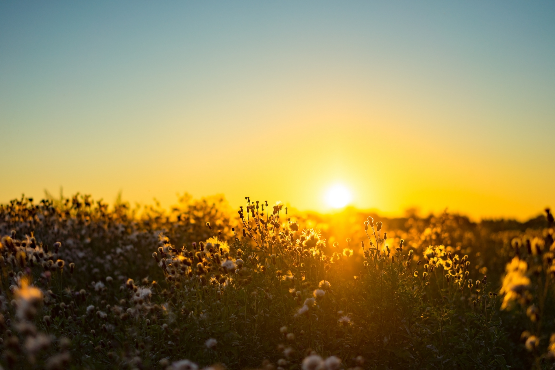 Download mobile wallpaper Sun, Dawn, Flower, Close Up, Earth for free.