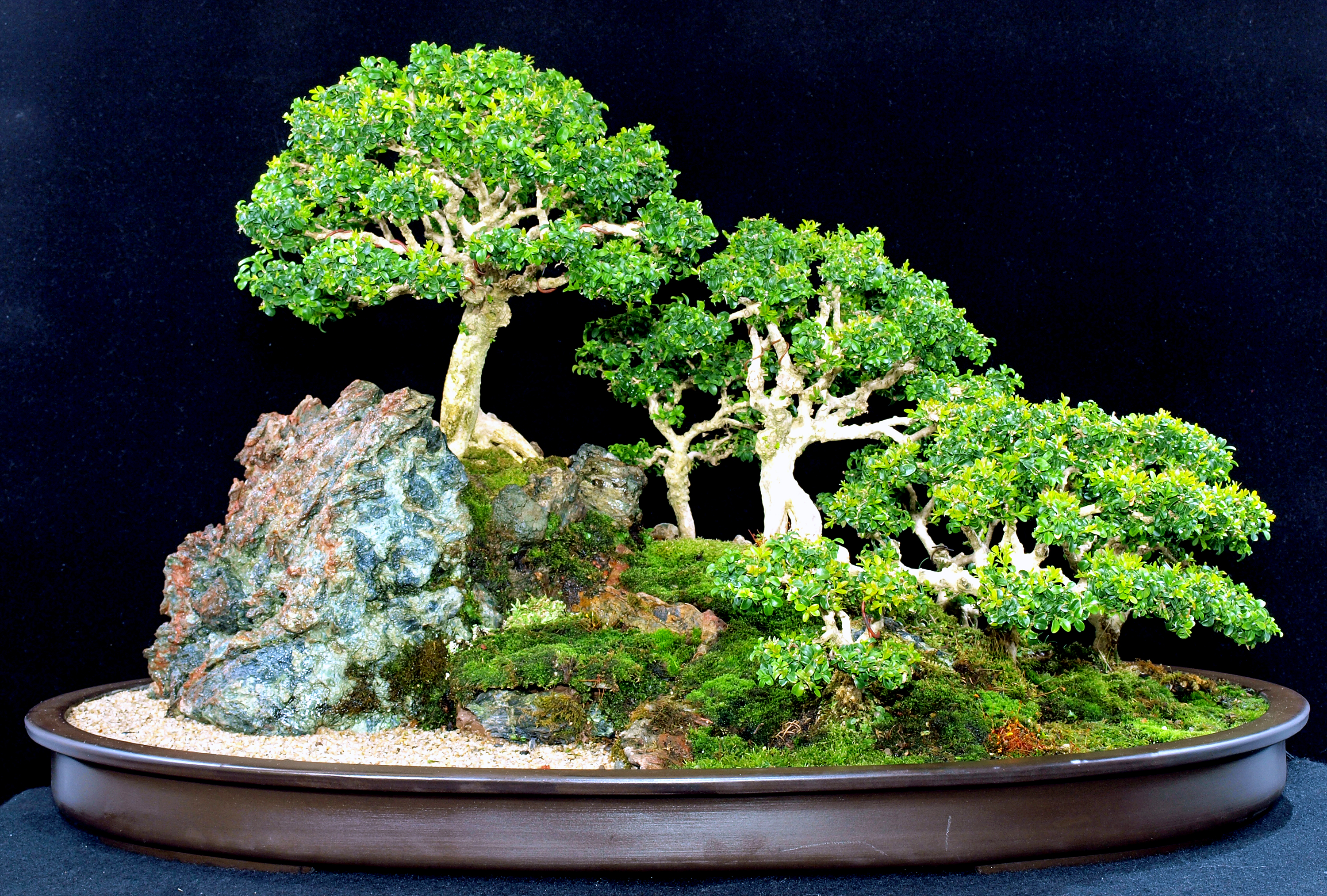 684085 Hintergrundbild herunterladen erde/natur, bonsai - Bildschirmschoner und Bilder kostenlos