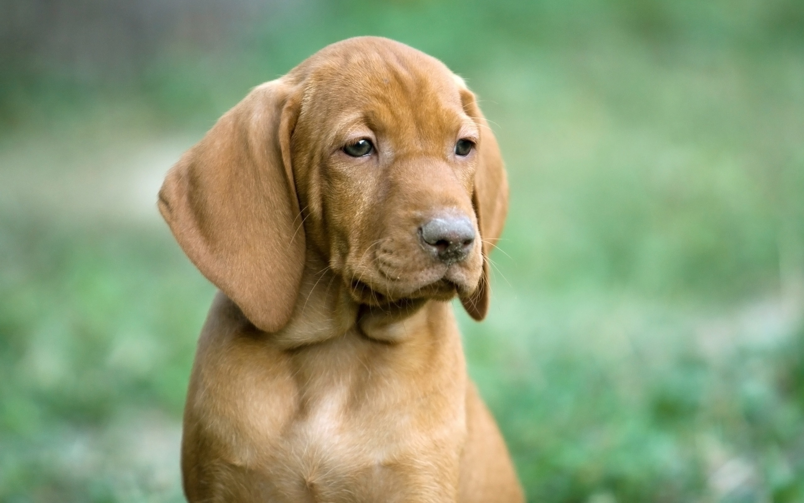 無料モバイル壁紙犬, 動物をダウンロードします。