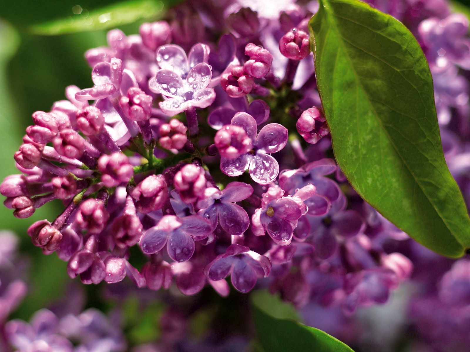 Free download wallpaper Flowers, Branch, Lilac, Drops, Close Up, Leaflet on your PC desktop