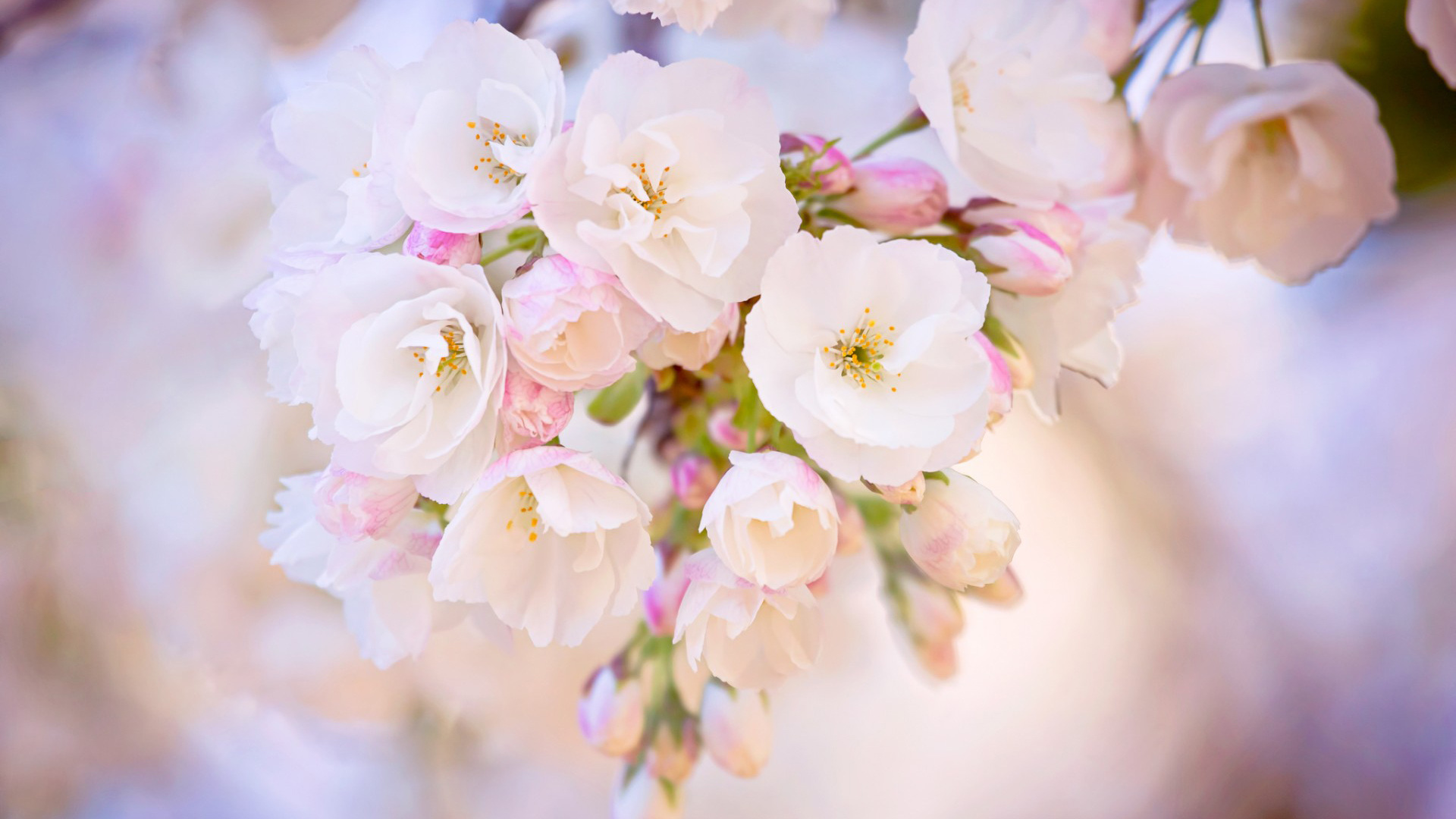 Free download wallpaper Flower, Earth, White Flower, Blossom on your PC desktop