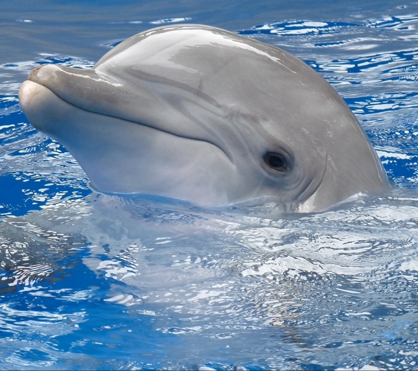 Handy-Wallpaper Tiere, Delfin kostenlos herunterladen.