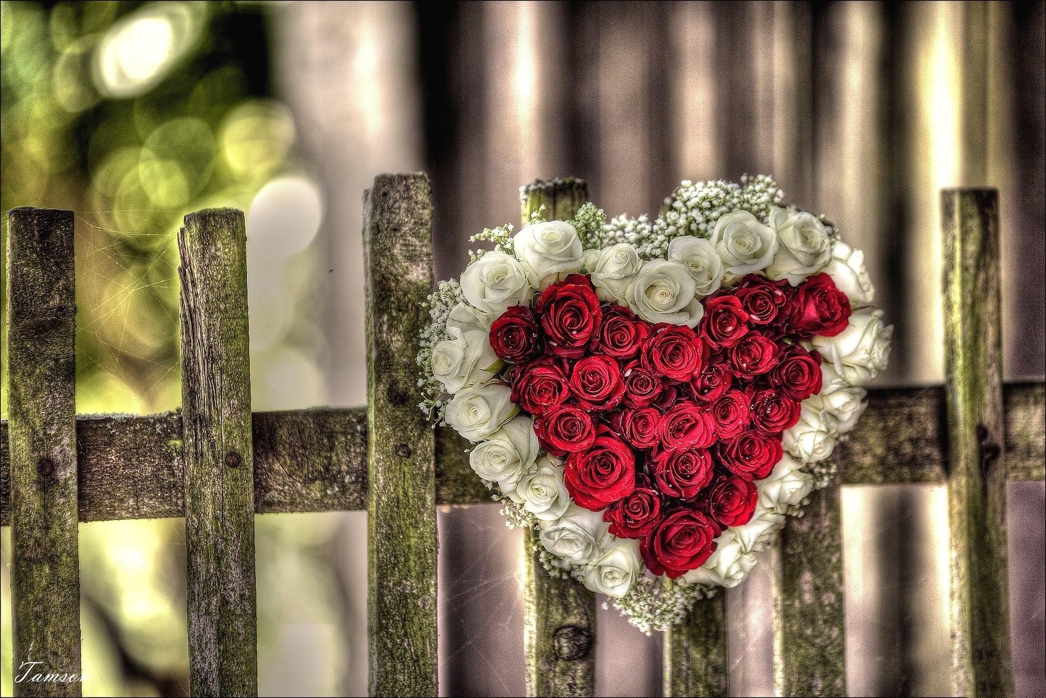 Download mobile wallpaper Valentine's Day, Flowers, Love, Rose, Earth, Fence, Heart, Red Rose, White Flower, Red Flower, Heart Shaped for free.