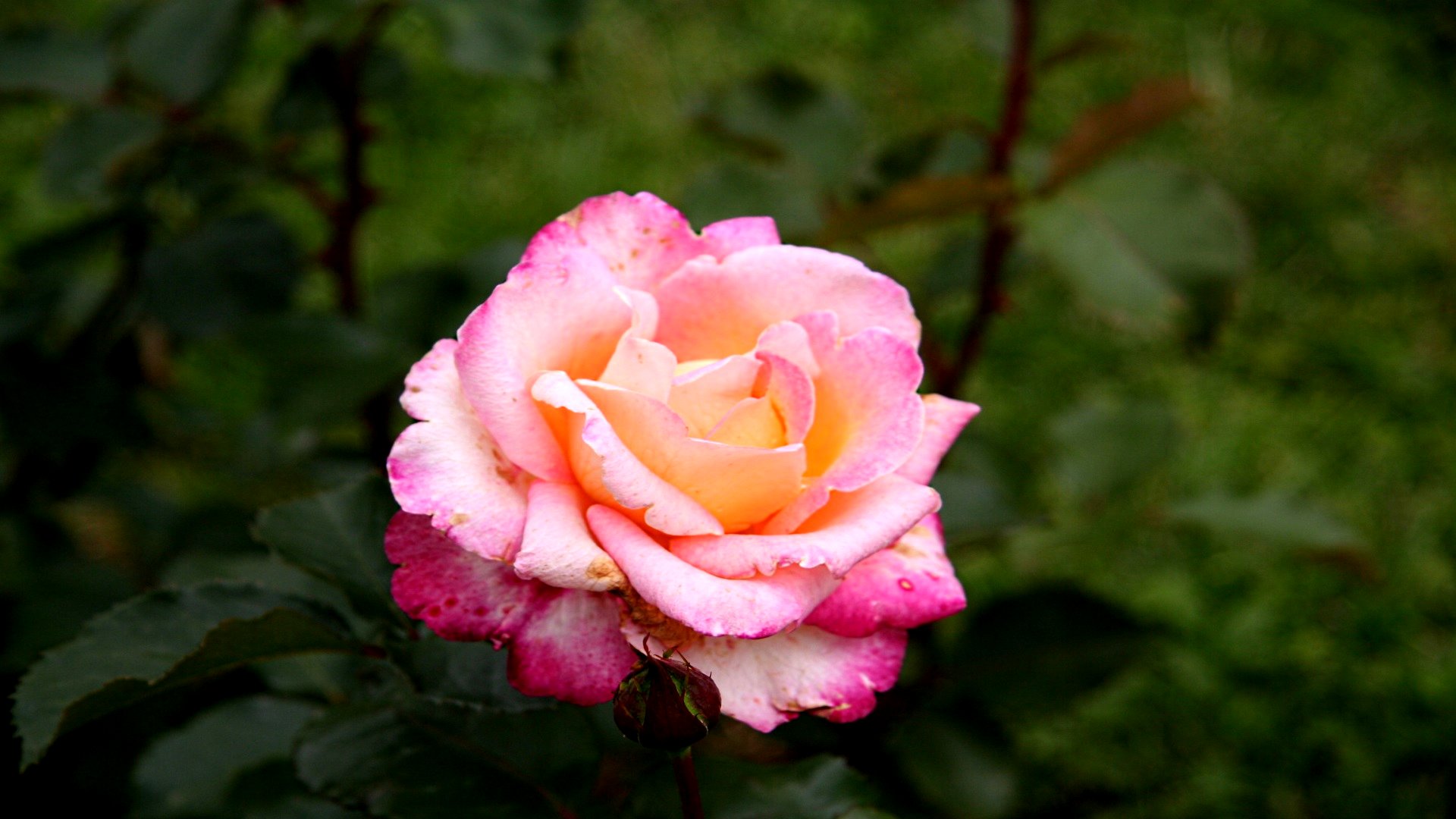 Téléchargez gratuitement l'image Fleurs, Rose, Terre/nature sur le bureau de votre PC