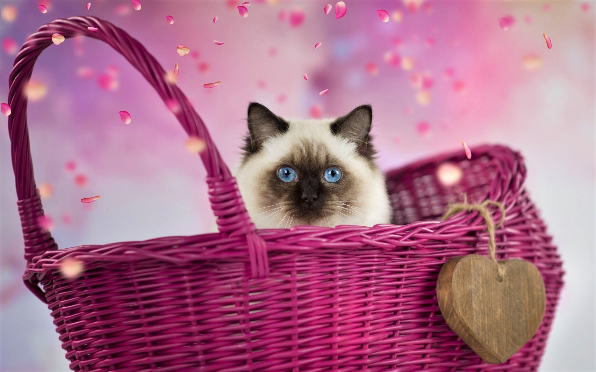 Laden Sie das Tiere, Katzen, Katze, Süß, Korb-Bild kostenlos auf Ihren PC-Desktop herunter