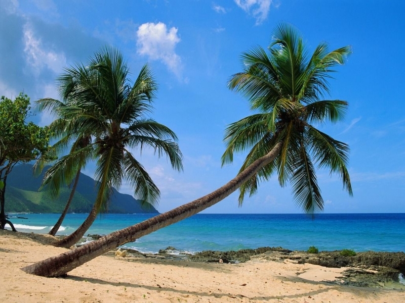 Download mobile wallpaper Sea, Nature, Landscape, Palms for free.