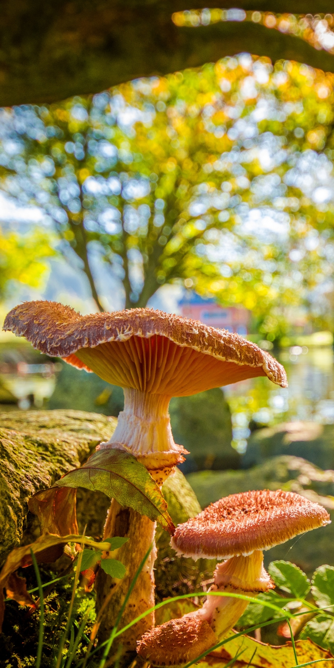 Handy-Wallpaper Natur, Pilz, Verwischen, Erde/natur kostenlos herunterladen.