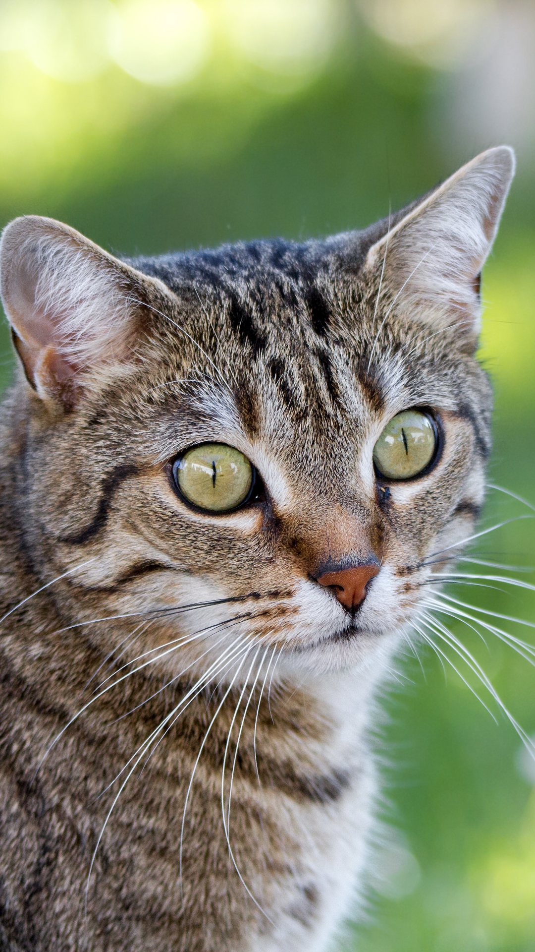 Handy-Wallpaper Tiere, Katzen, Katze, Bokeh, Starren, Tiefenschärfe kostenlos herunterladen.