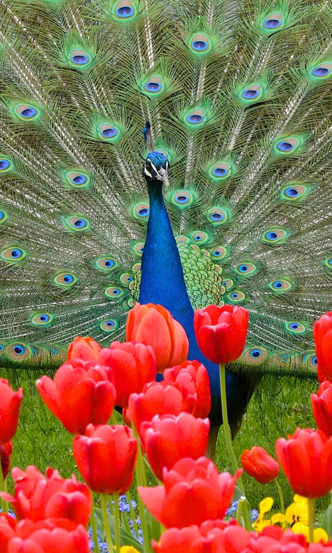 Download mobile wallpaper Birds, Flower, Bird, Animal, Peacock, Tulip, Red Flower for free.