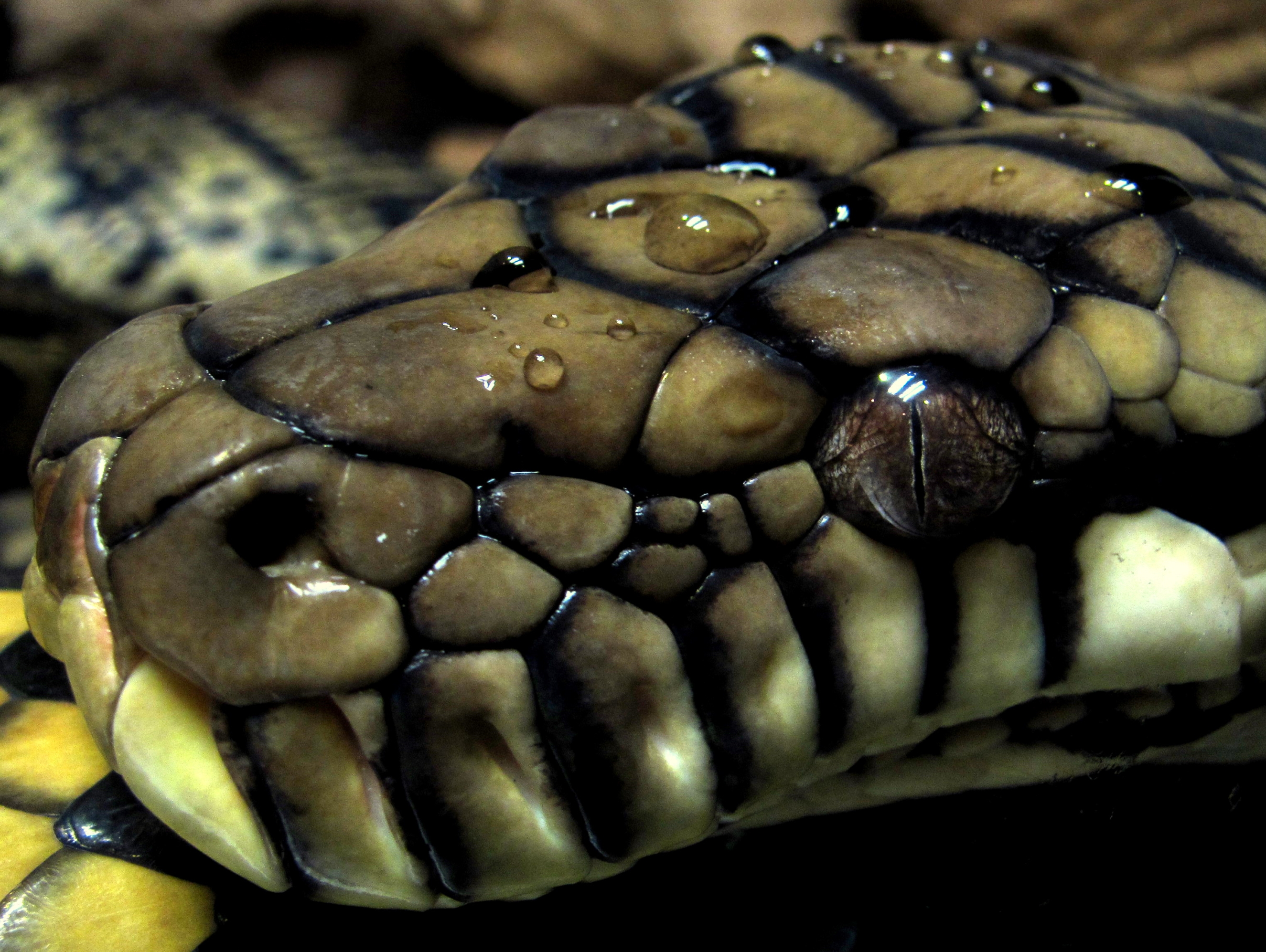299874 Bild herunterladen tiere, python, reptilien - Hintergrundbilder und Bildschirmschoner kostenlos