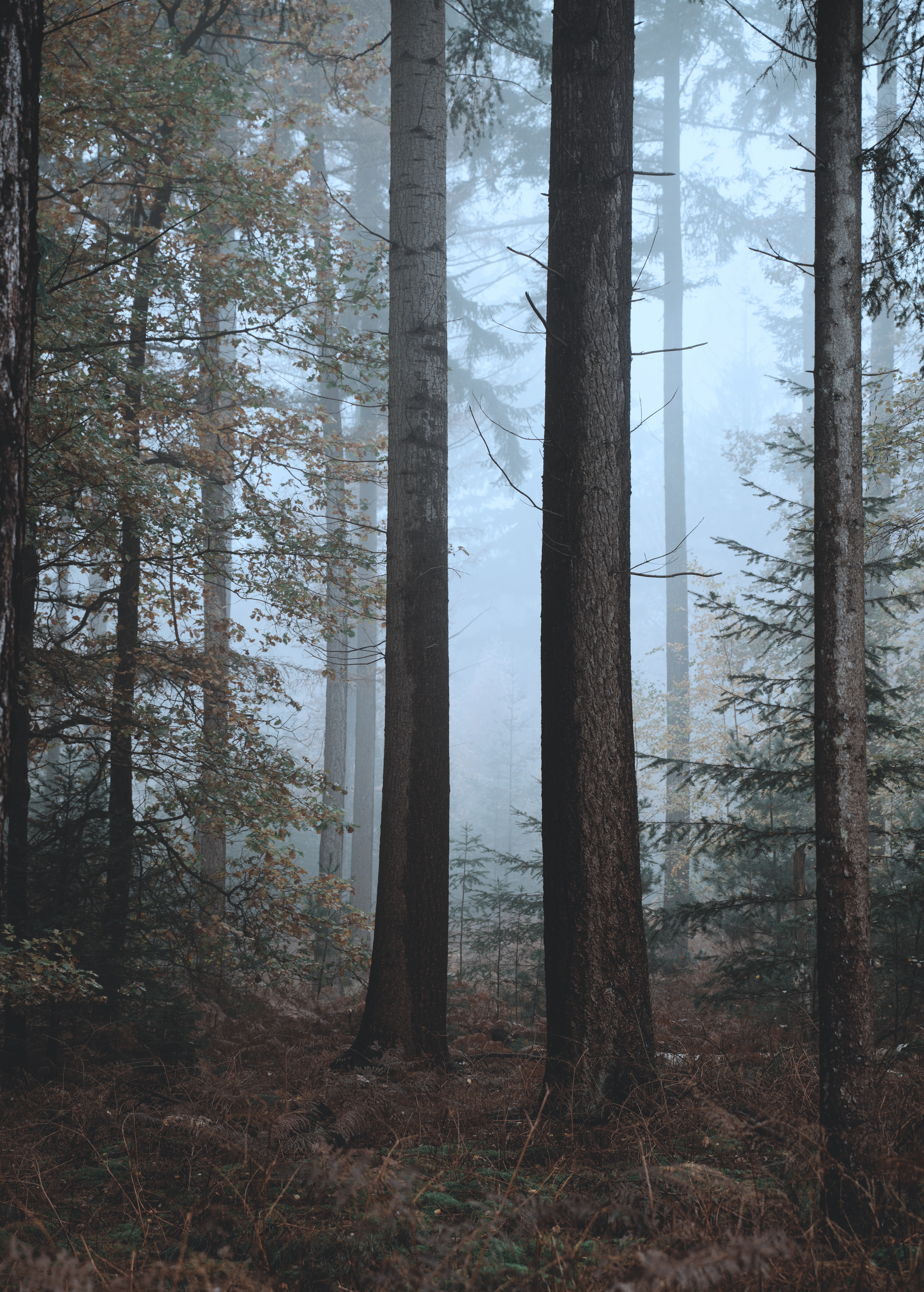 無料モバイル壁紙自然, 木, 森林, 森, 霧, 秋をダウンロードします。