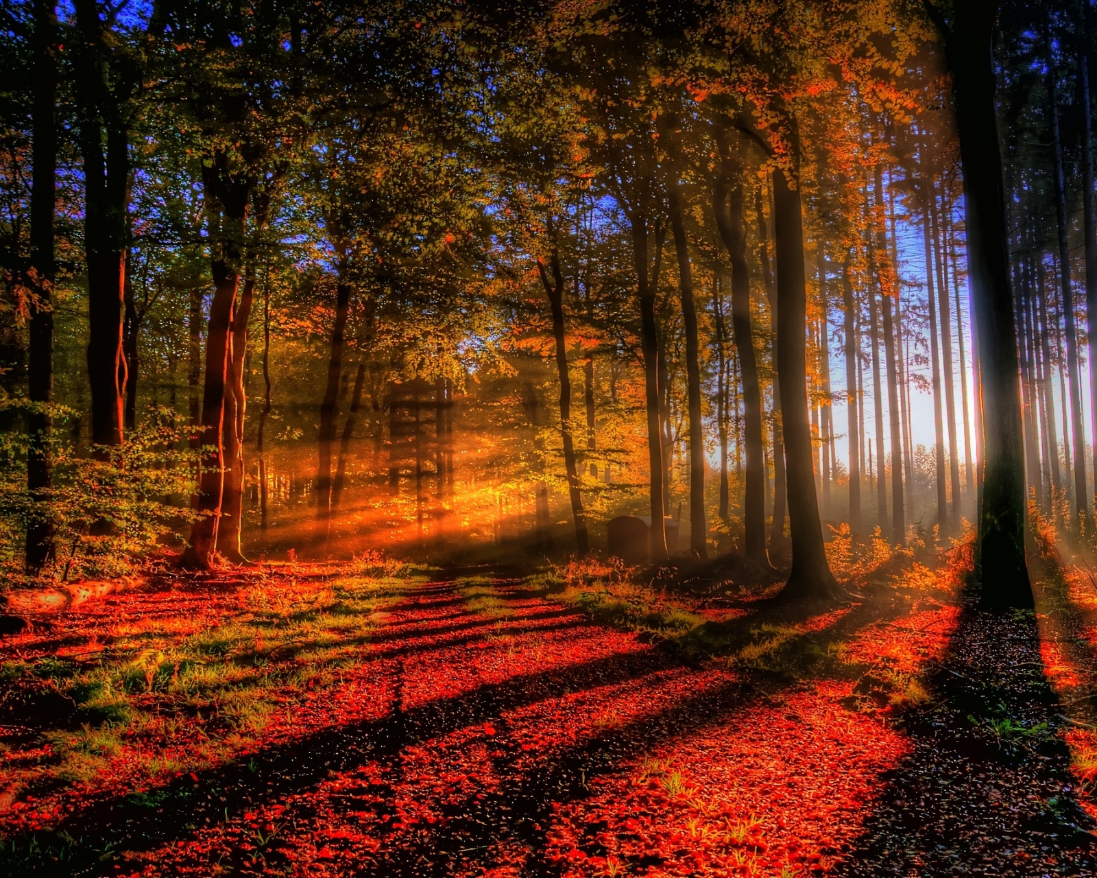 Download mobile wallpaper Nature, Forest, Tree, Fall, Earth, Sunbeam, Sunbean for free.