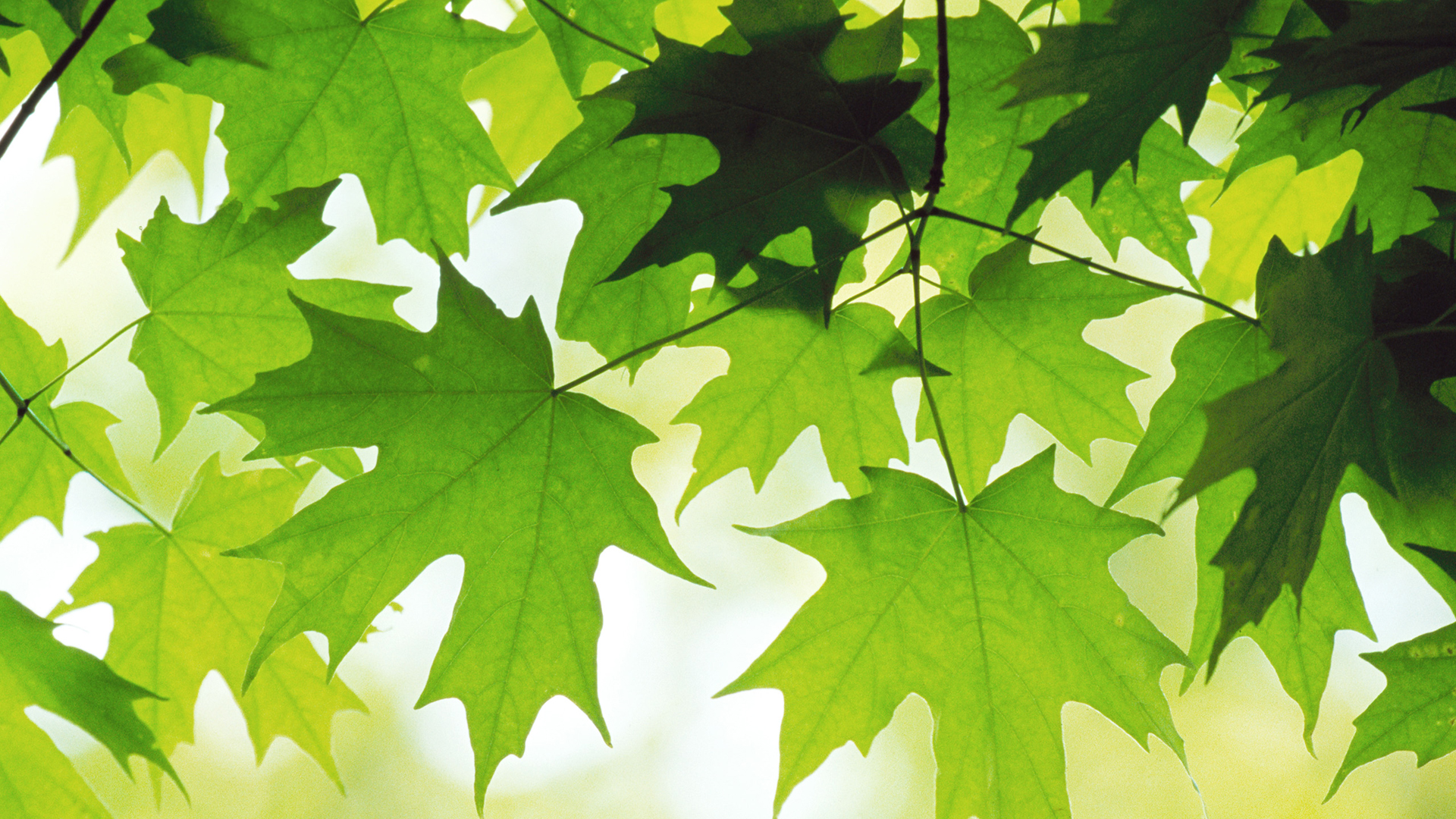 Laden Sie das Blatt, Erde/natur-Bild kostenlos auf Ihren PC-Desktop herunter