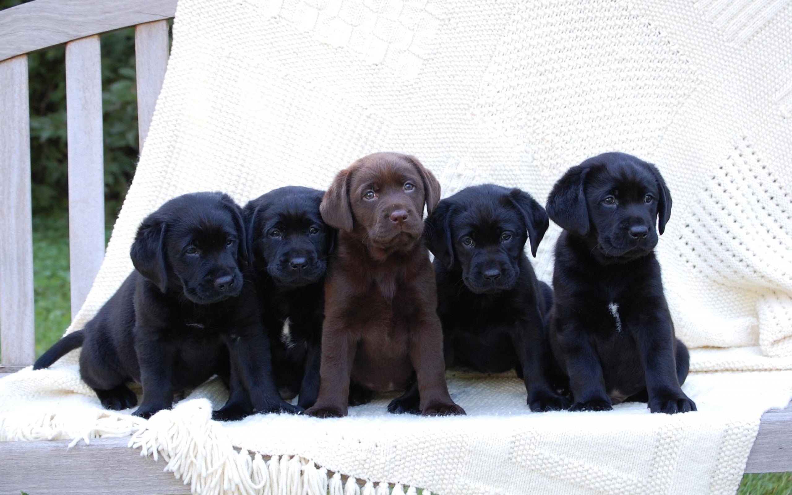 Handy-Wallpaper Labrador Retriever, Hunde, Tiere kostenlos herunterladen.