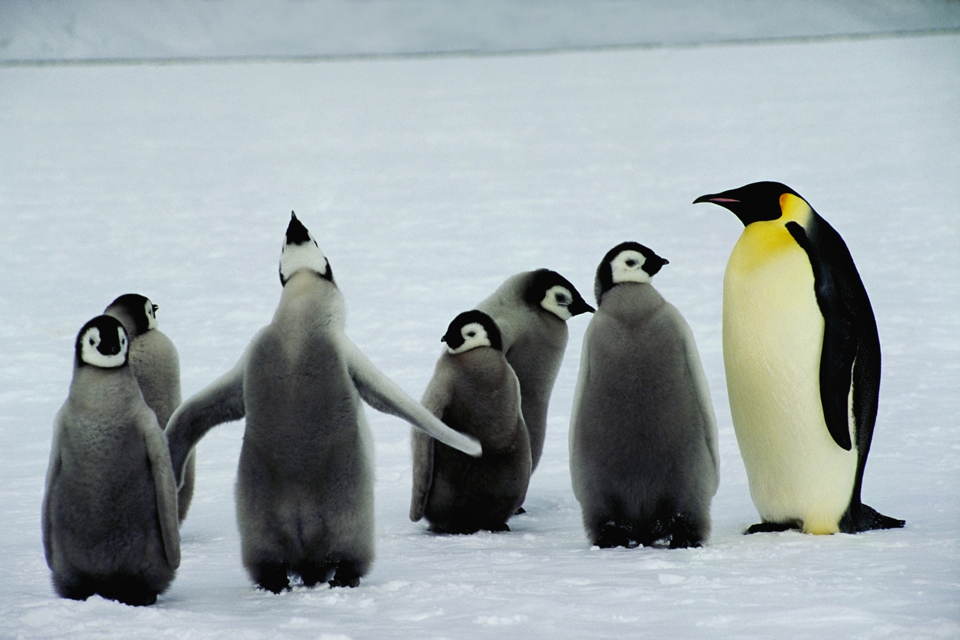 Handy-Wallpaper Tiere, Vögel, Pinguin kostenlos herunterladen.