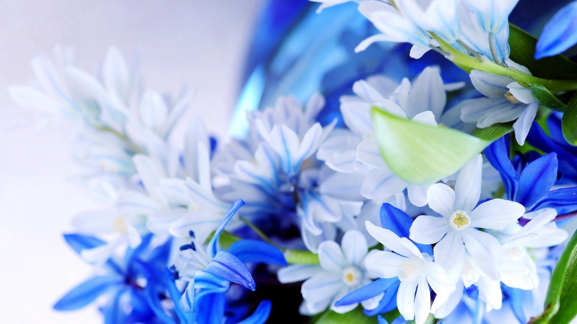 PCデスクトップに花びら, 青い, 白い, ブーケ, 花束, フラワーズ画像を無料でダウンロード