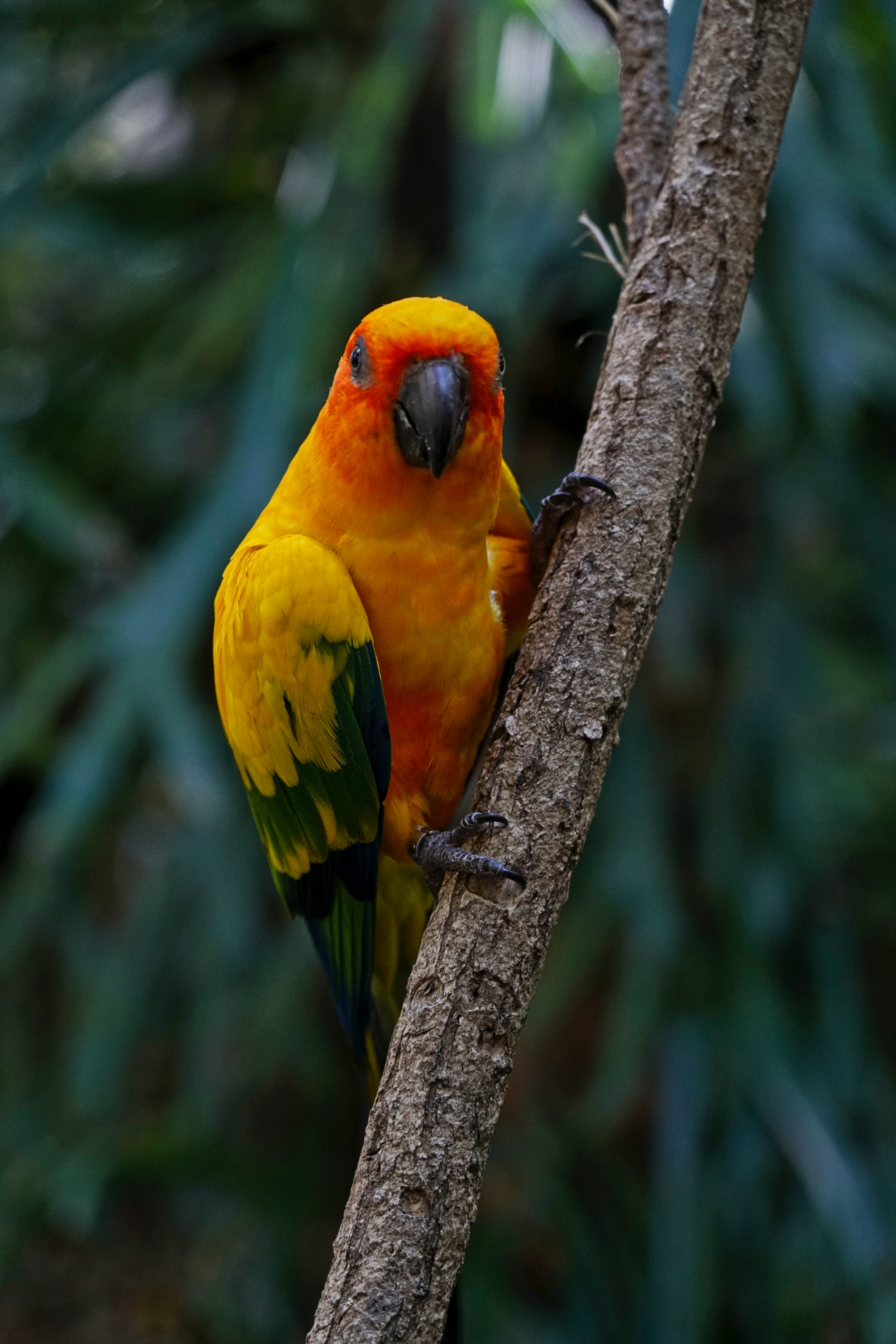 Download mobile wallpaper Aratinga, Parakeet, Animals, Motley, Branch, Bird, Multicolored, Parrots for free.