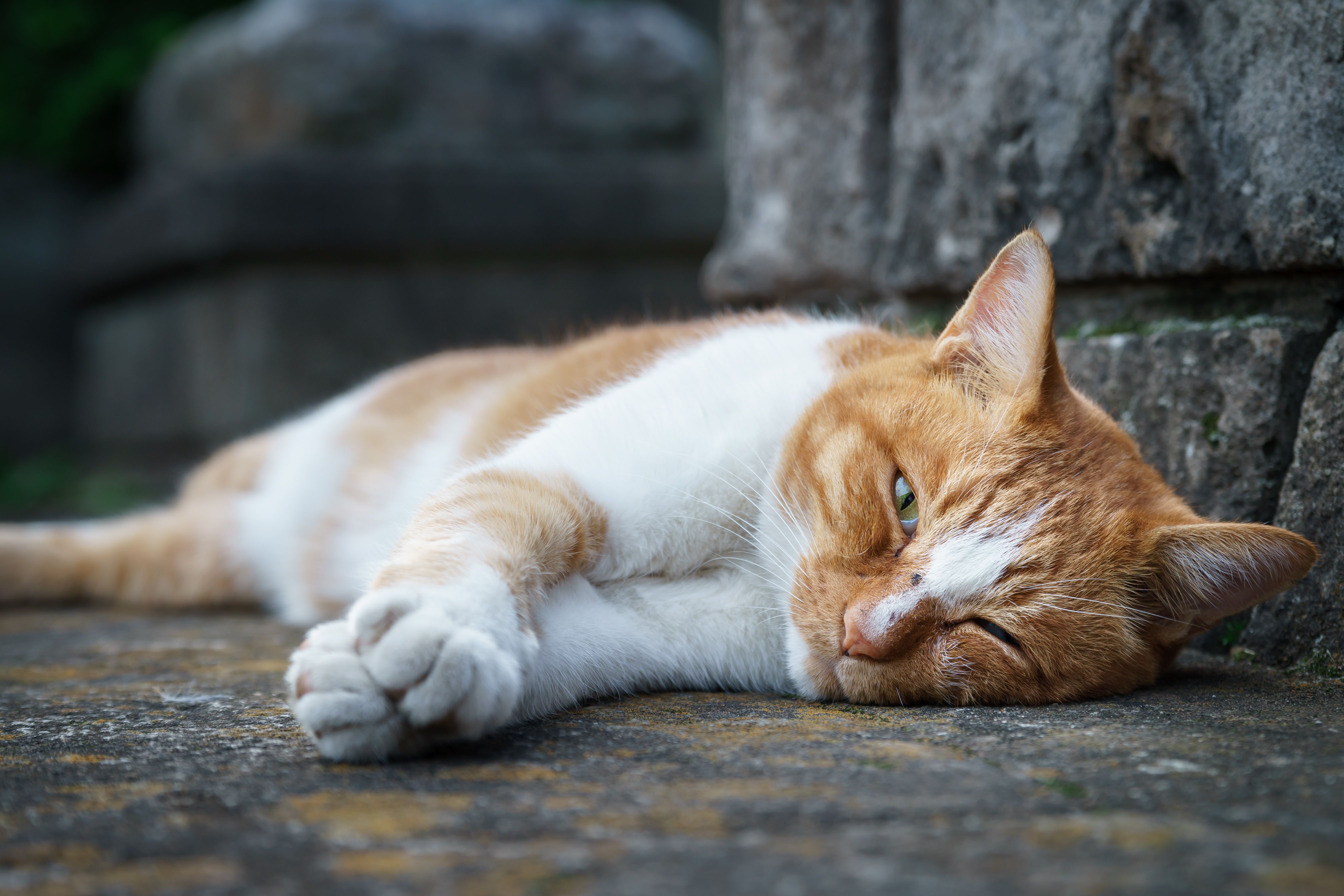 Baixe gratuitamente a imagem Gato, Gatos, Animais na área de trabalho do seu PC