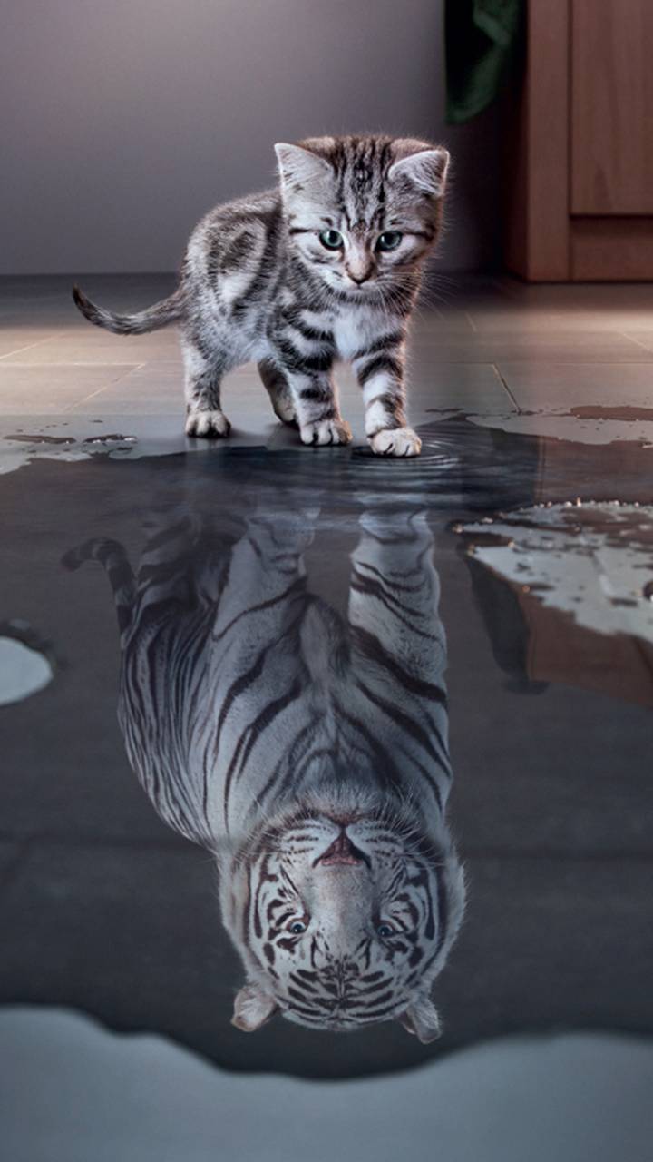 Download mobile wallpaper Cats, Cat, Kitten, Shadow, Tiger, Animal for free.
