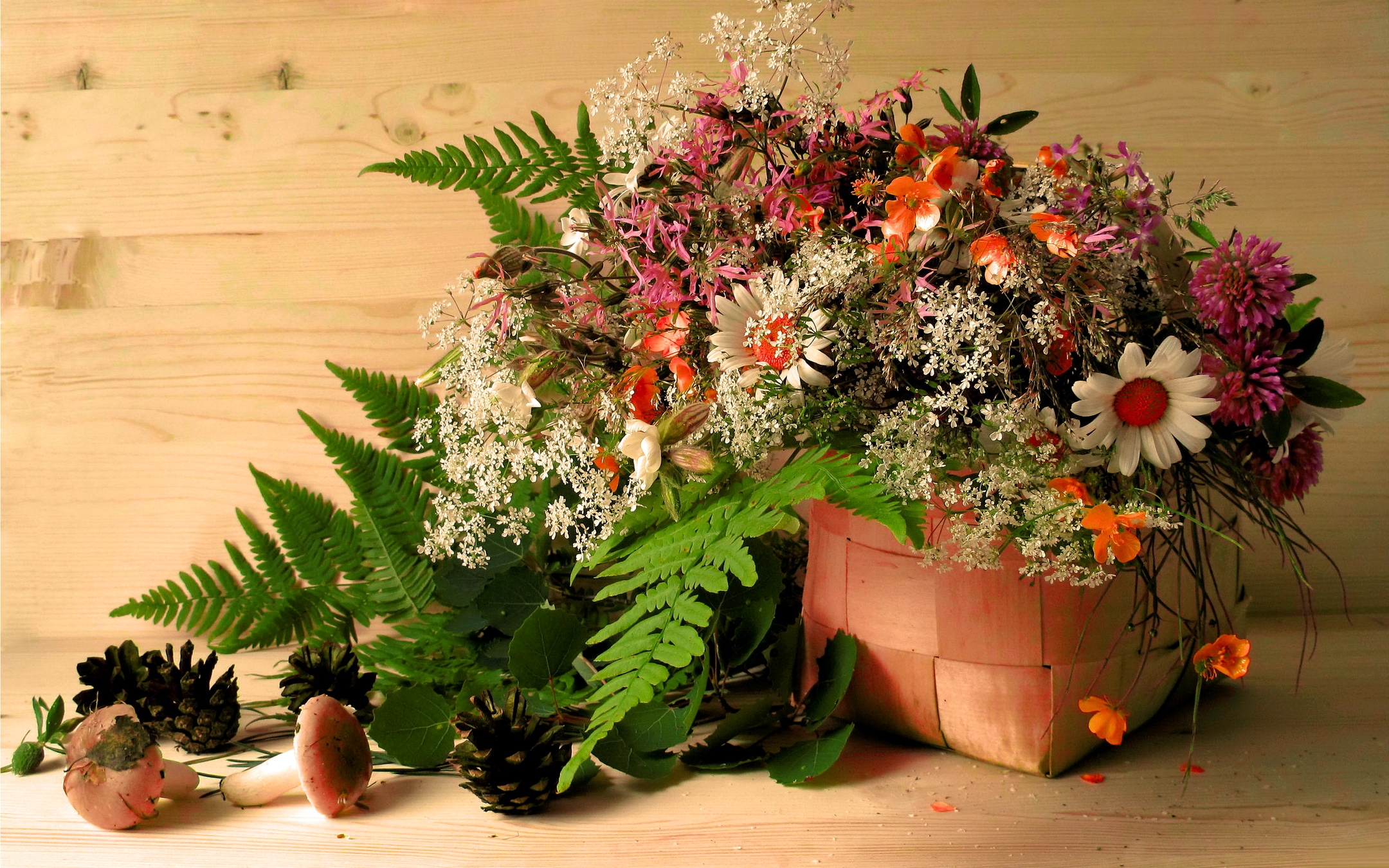 154063 baixar papel de parede flores, folhas, cones, camomila, cogumelos, cesta, cesto, trevo - protetores de tela e imagens gratuitamente