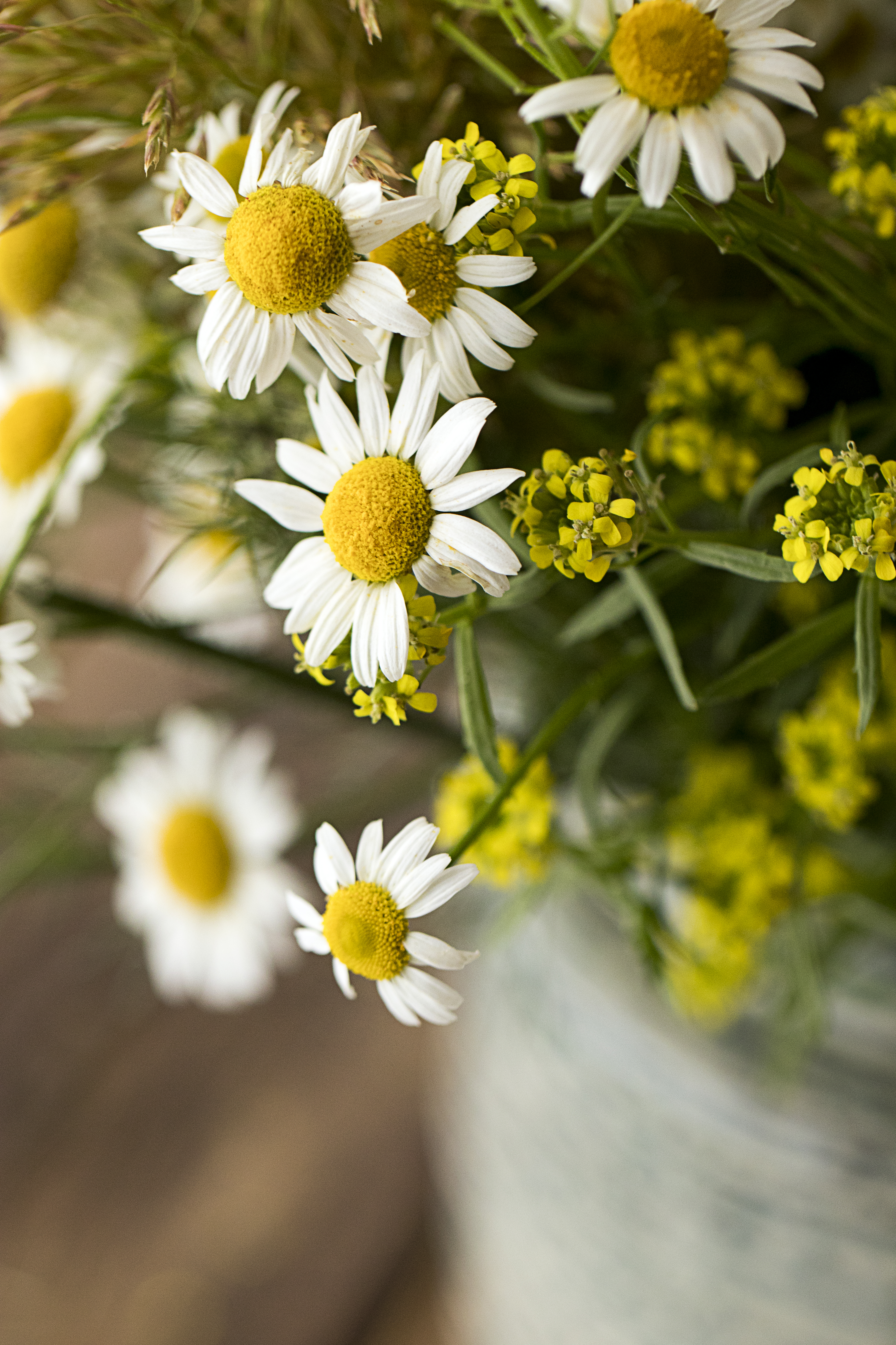Handy-Wallpaper Blütenblätter, Makro, Kamille, Blumen, Bouquet, Strauß kostenlos herunterladen.