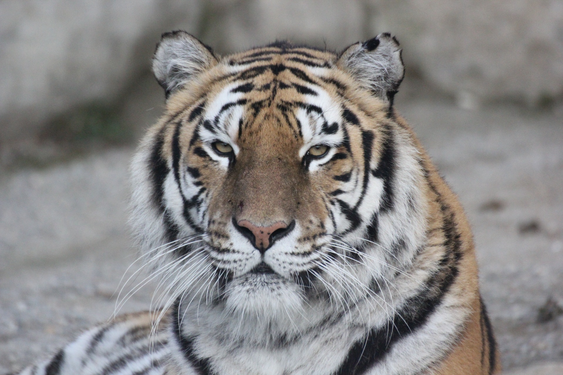 Baixar papel de parede para celular de Gatos, Animais, Tigre gratuito.