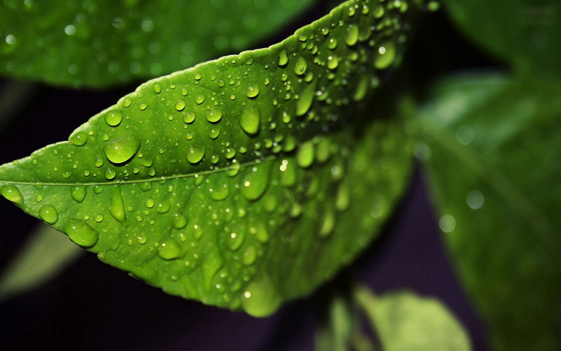 Download mobile wallpaper Macro, Humid, Sheet, Wet, Leaf, Drops, Form for free.