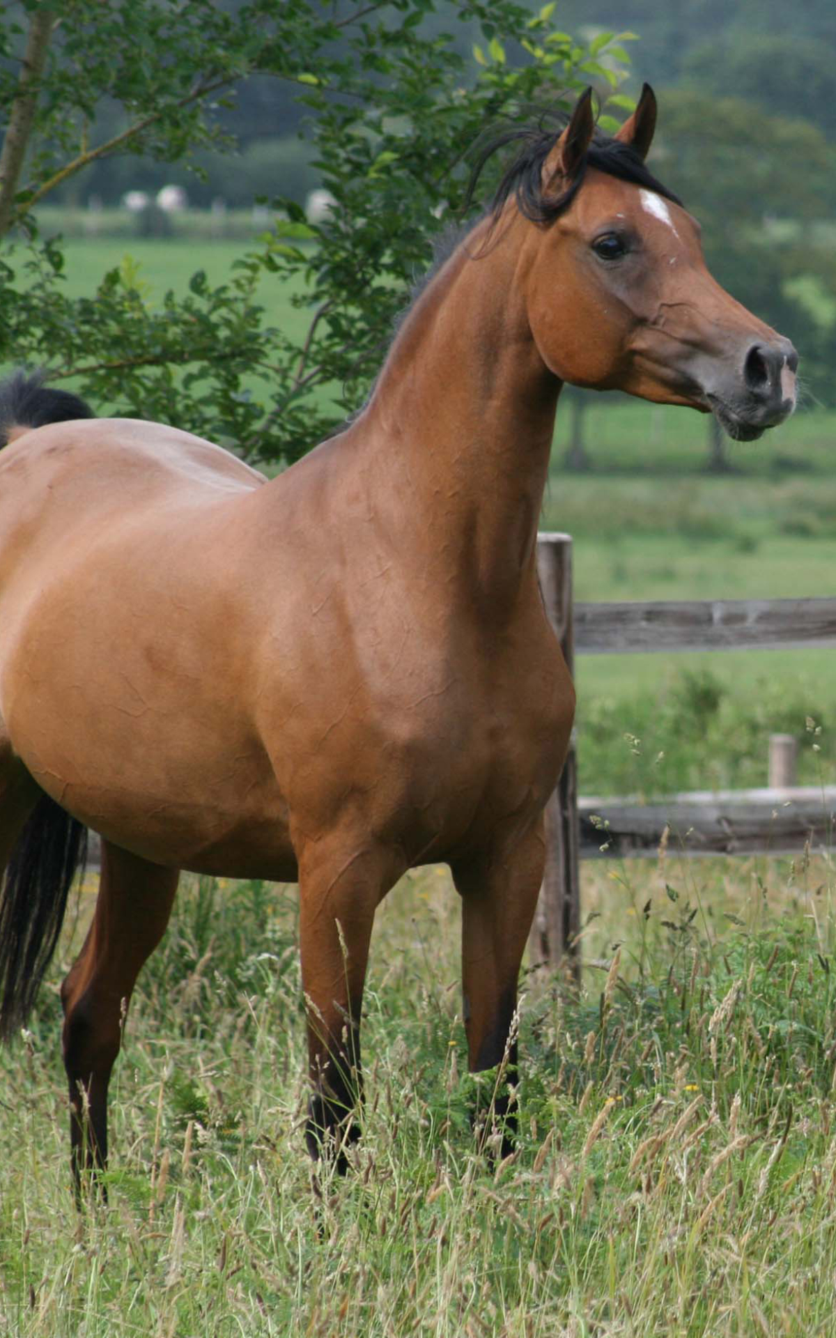 無料モバイル壁紙動物, 馬をダウンロードします。