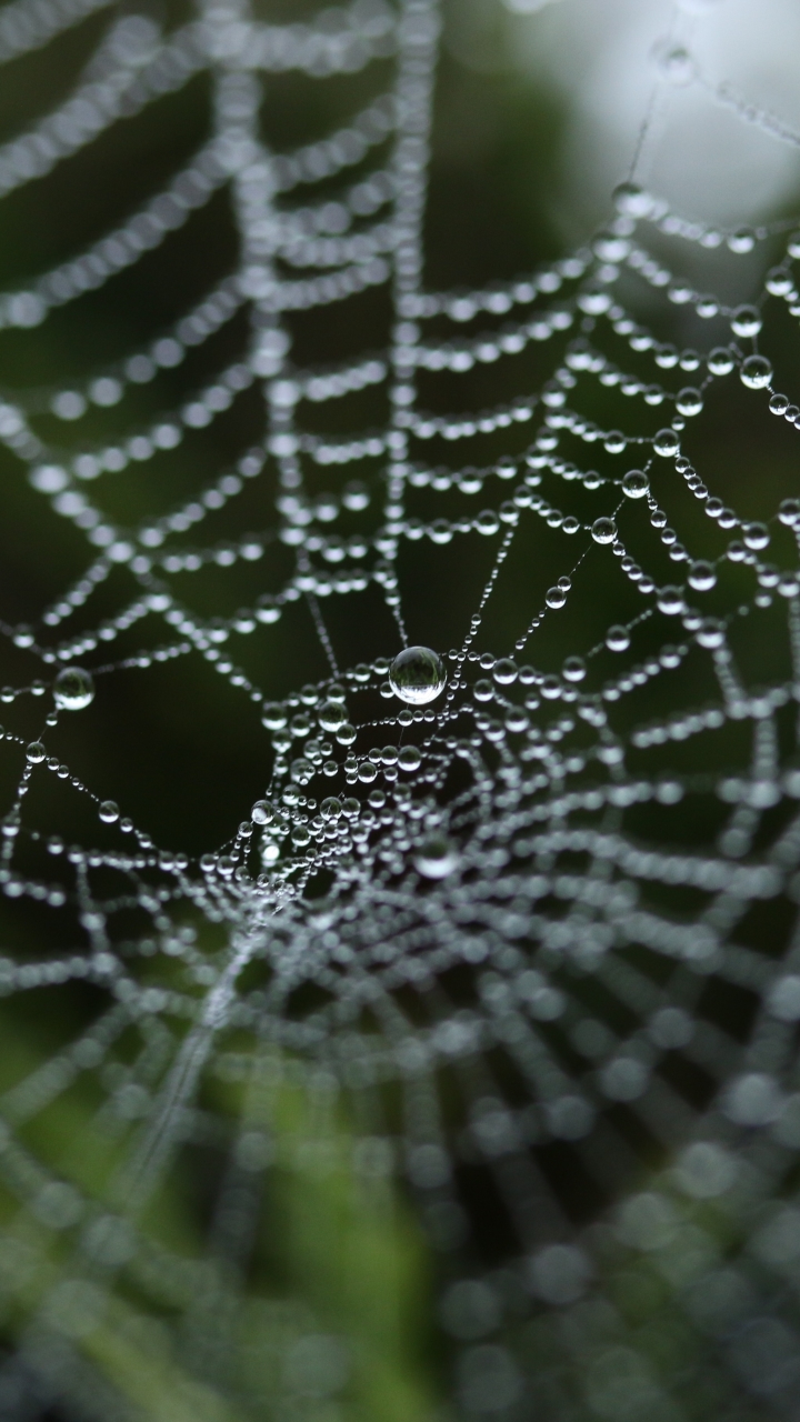Download mobile wallpaper Close Up, Photography, Water Drop, Spider Web for free.