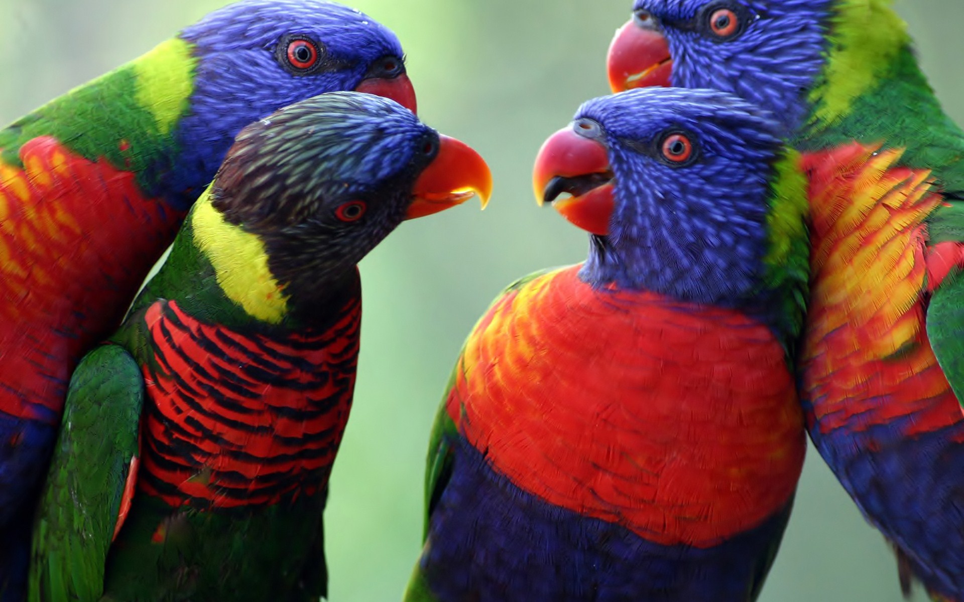 320958 Hintergrundbild herunterladen tiere, allfarblori, papagei, vögel - Bildschirmschoner und Bilder kostenlos