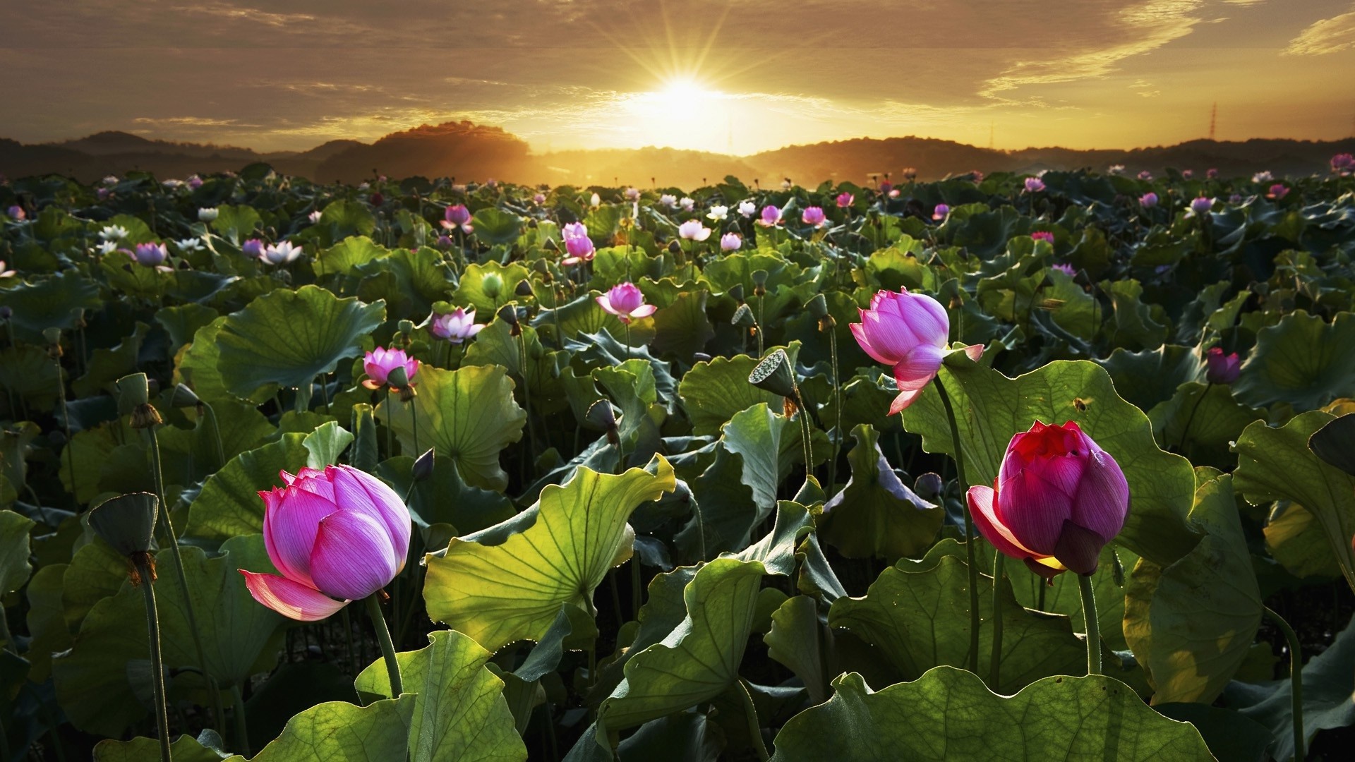 Téléchargez des papiers peints mobile Lotus, Fleur, Terre/nature gratuitement.